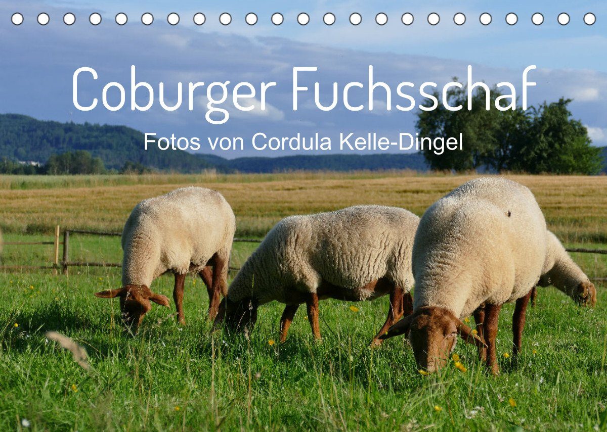 9783672822415 Wandkalender Coburger Fuchsschaf Tischkalender 2022 DIN A5 