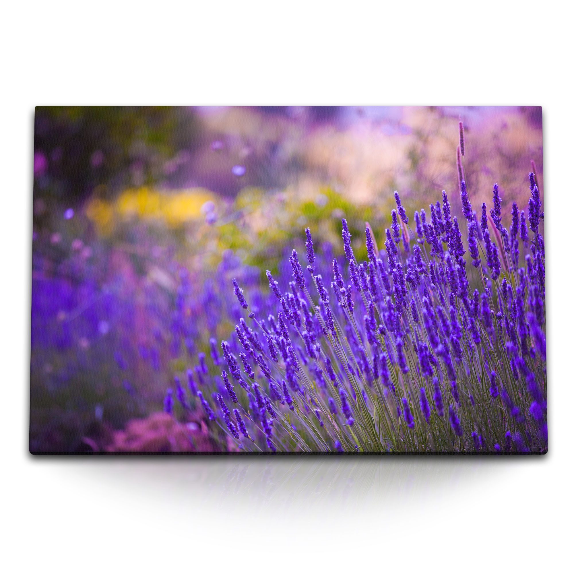 Sinus Art Leinwandbild 120x80cm Wandbild auf Leinwand Lavendel Blumen Wildblumen Blau Natur S, (1 St)