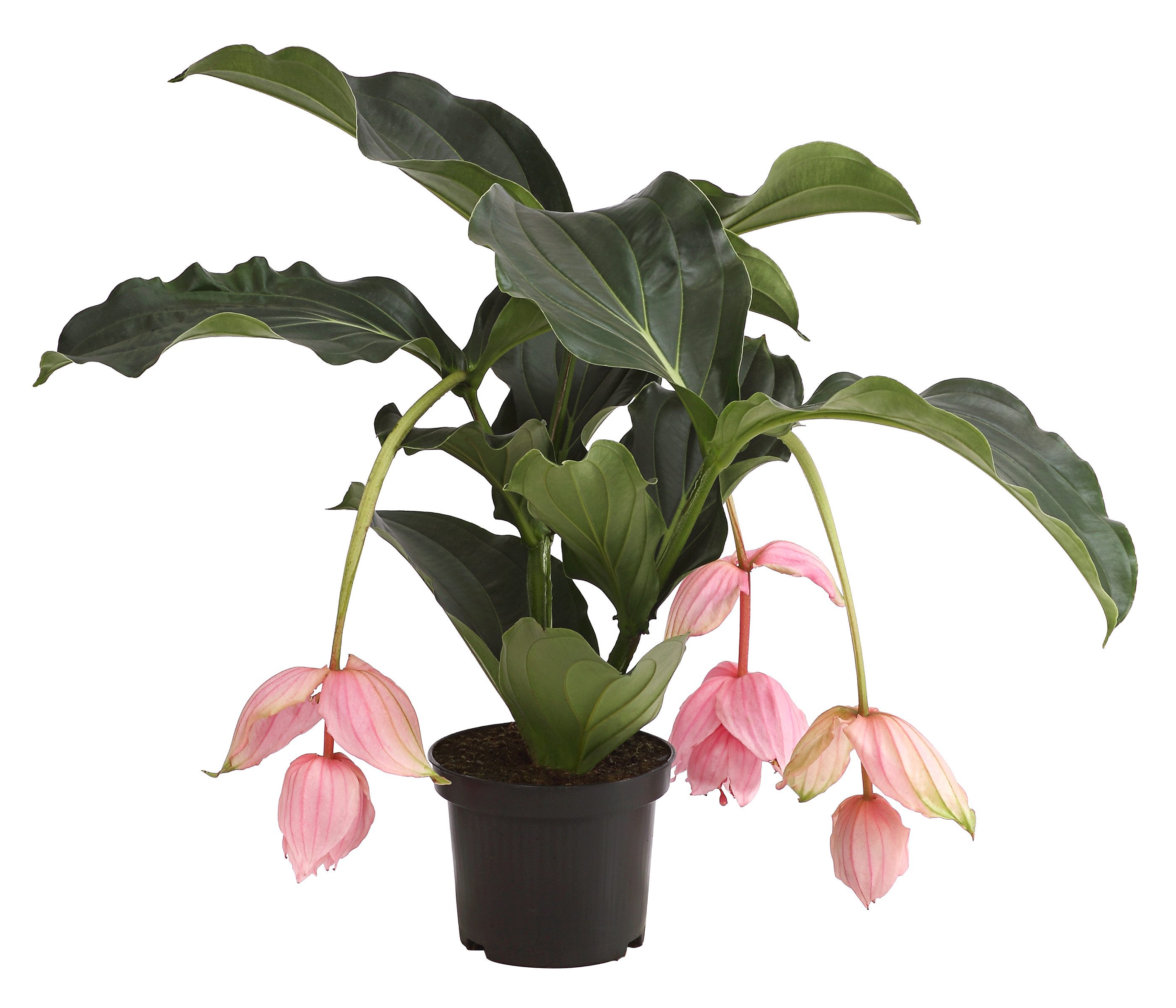 Dehner Zimmerpflanze Medinille, Medinilla magnifica, rosafarbene Blüten, exotische Zimmerpflanze mit überhängendem Wuchs