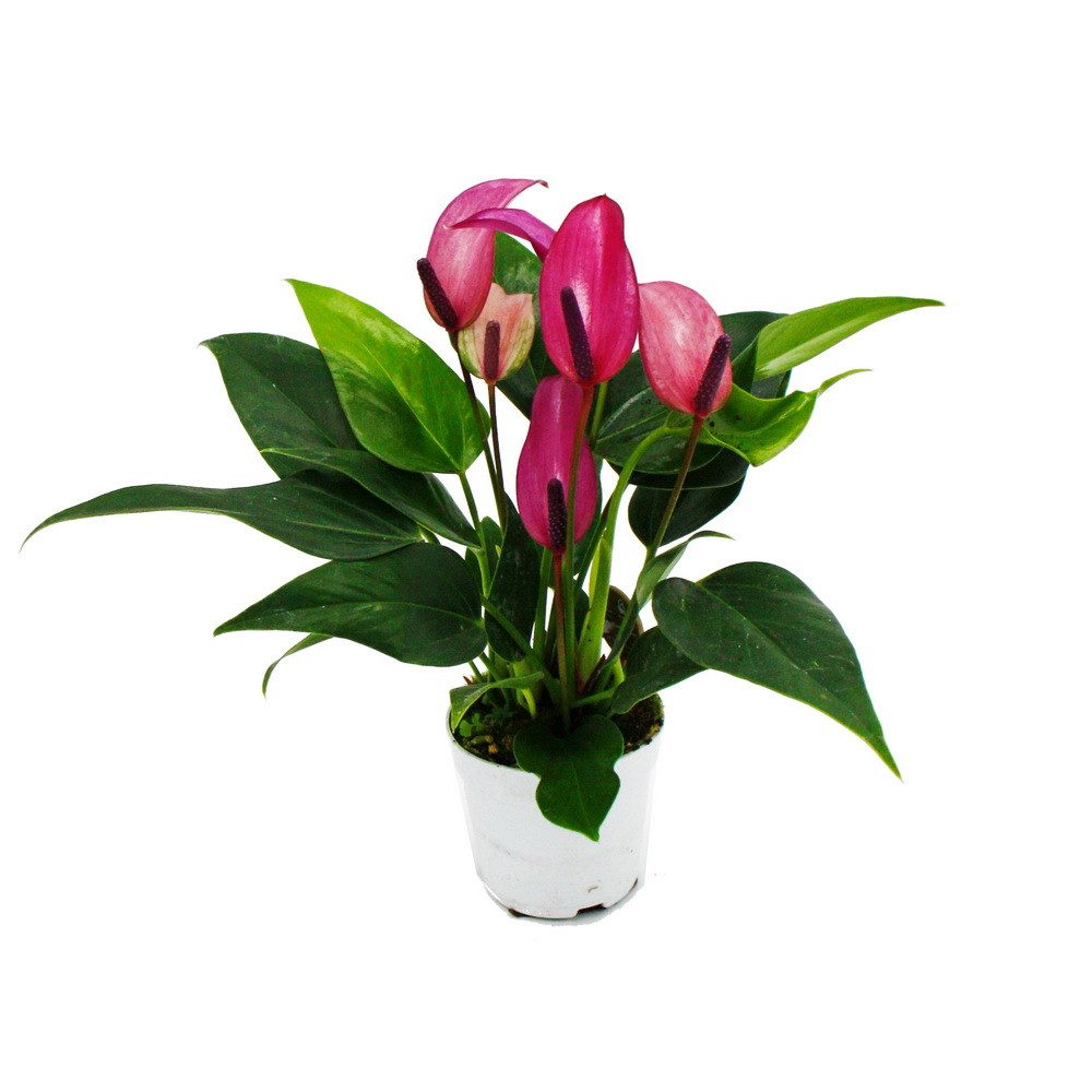 Exotenherz Zimmerpflanze Kleine Flamingoblume Anthurium andreanum Baby-Anth günstig online kaufen