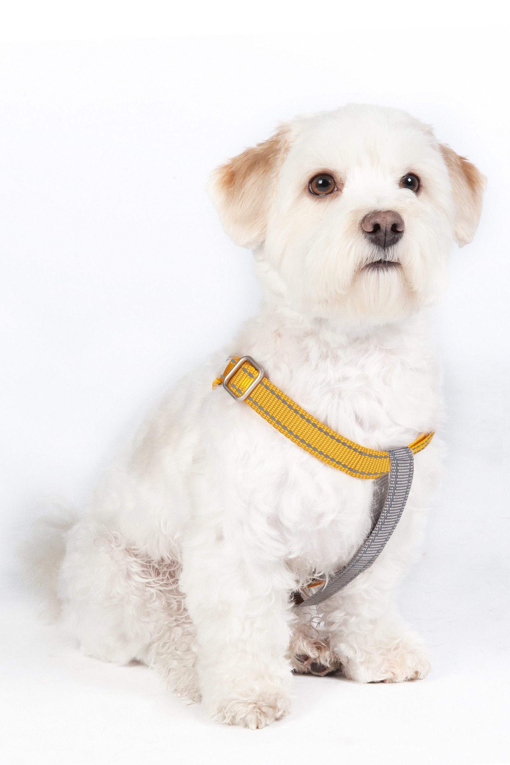 HKM Dogs Hunde-Geschirr Hundegeschirr, Step-In -Anam günstig online kaufen
