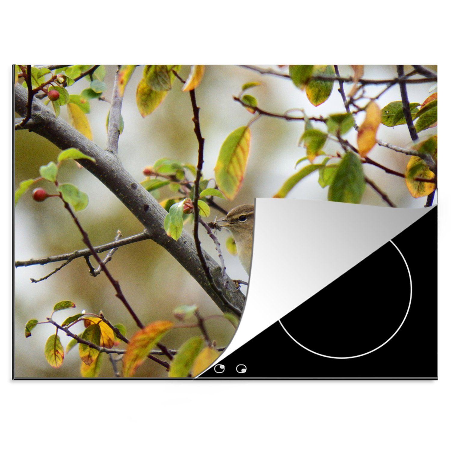 nutzbar, Mobile (1 cm, MuchoWow Herdblende-/Abdeckplatte Ceranfeldabdeckung der Blätter, Zilpzalp 70x52 Vinyl, inmitten tlg), Arbeitsfläche Ein