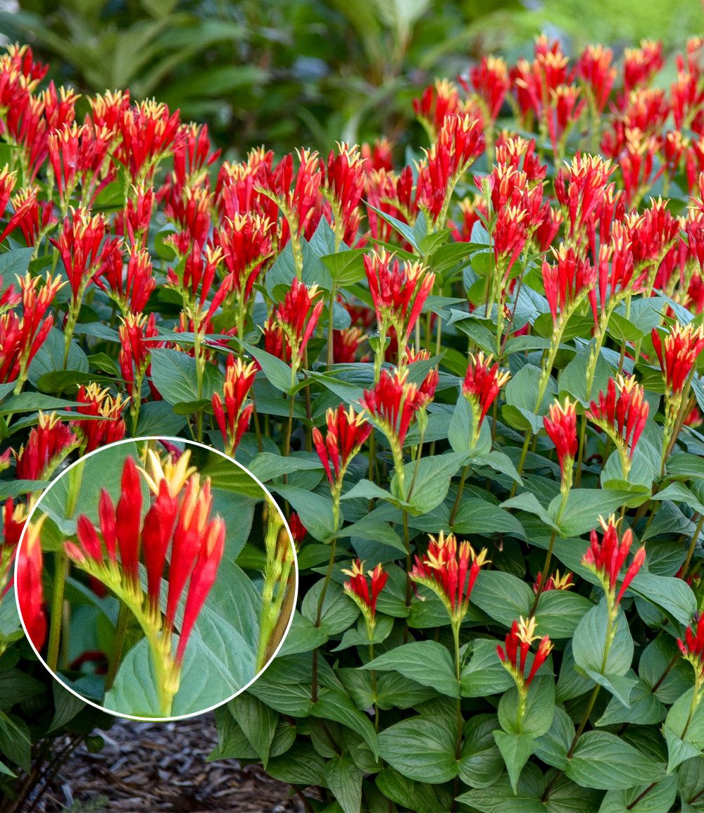 BALDUR Garten Staude Spigelia 'Little Redhead®', 1 St., Schmetterlingsmagnet, winterhart, pflegeleicht
