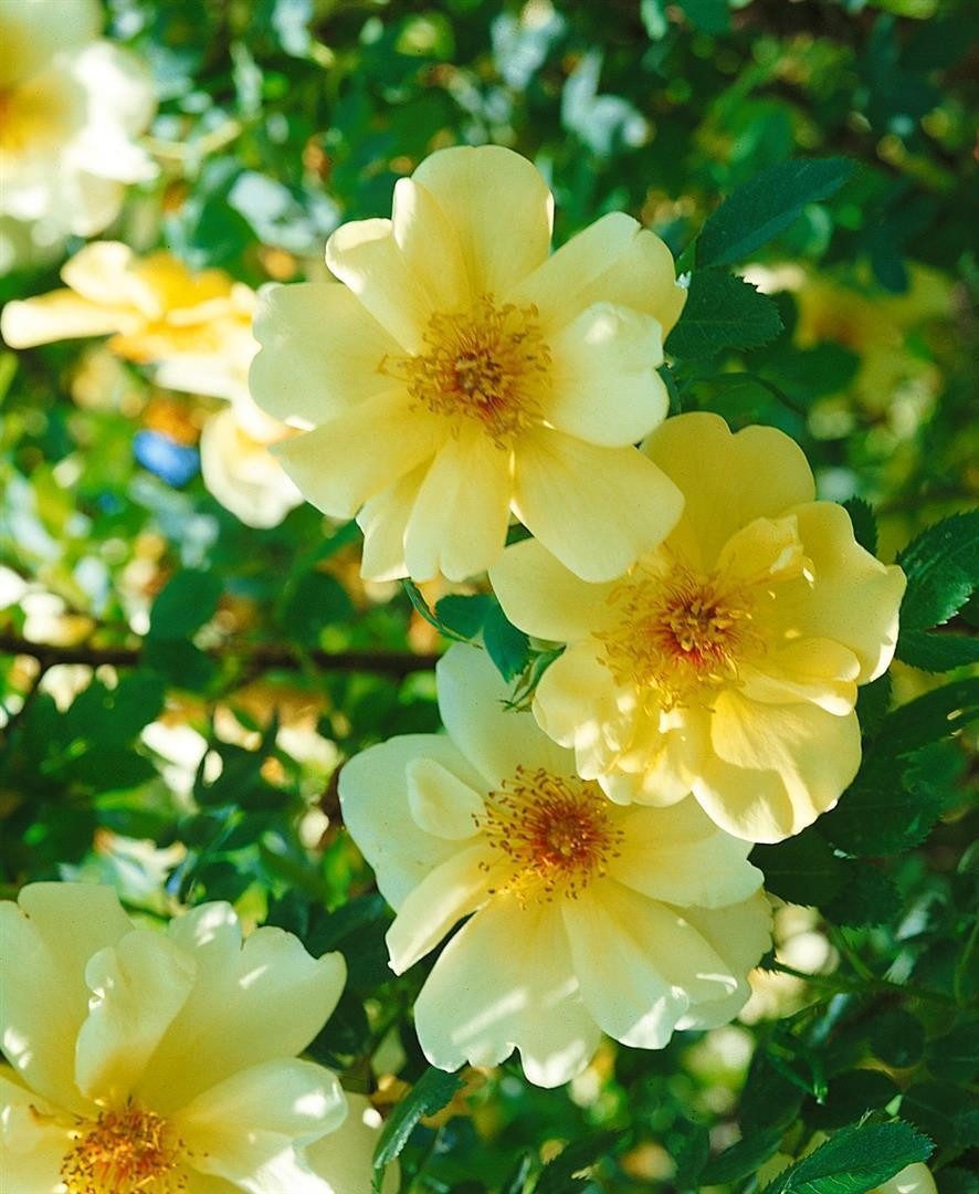 Pflanzen für Dich Rose Rosa Frühlingsgold