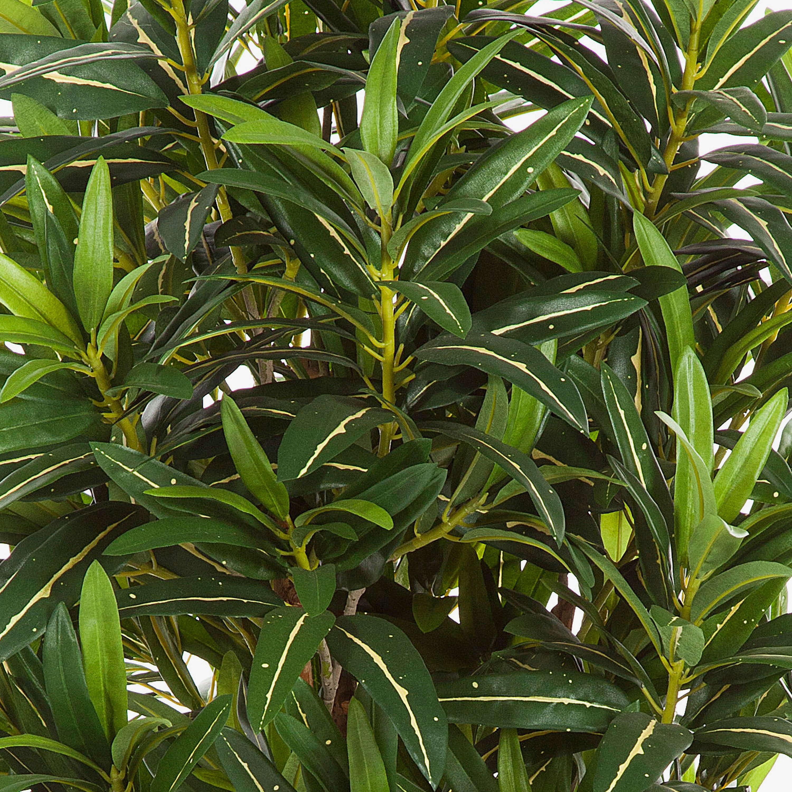 Kunstbaum Künstlicher Goldfinger Baum, 1600 Blätter, grün, 155cm Longifolia, artplants, Höhe 155.0 cm