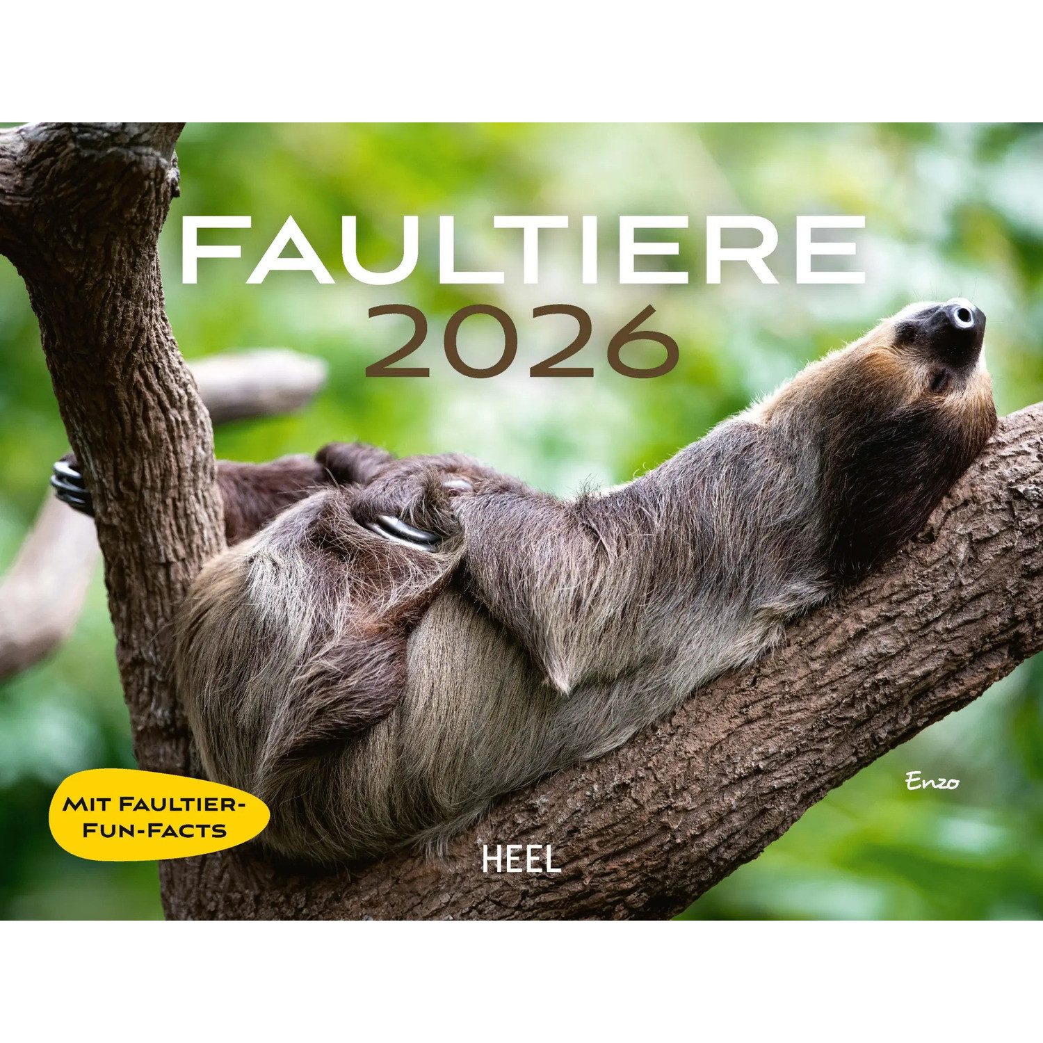 HEEL Verlag Wandkalender Faultiere Kalender 2026 Wandkalender