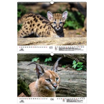 Seelenzauber Tierkalender Raubkatzenzauber DIN A3 Kalender für 2022 verschie