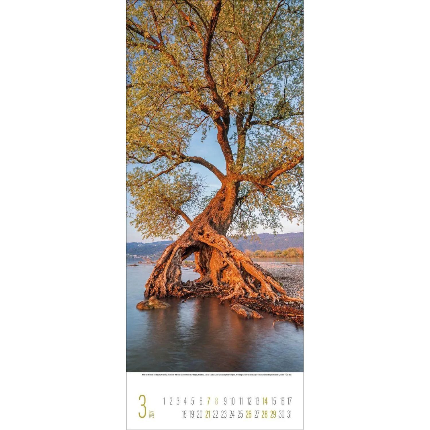 Korsch Verlag Wandkalender Bäume 2027 – Bild 4 von 5