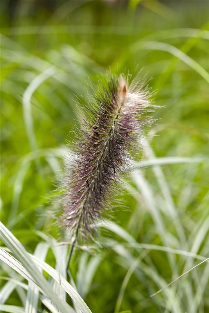 Pflanzen für Dich Травы Pennisetum alopec. Japonicum, 1 St., Lampenputzergras, Federborstengras, zartgrün, federartige Blütenstände