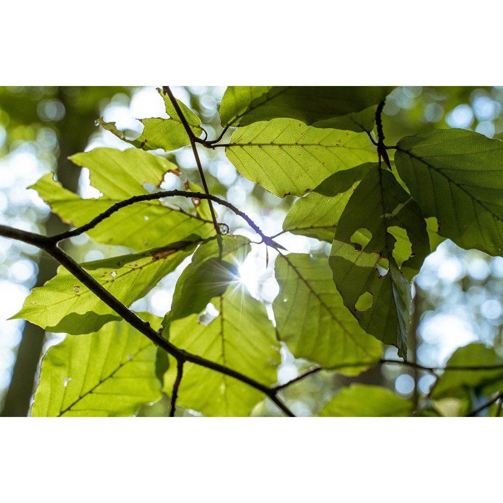 Jochen Schweizer Erlebnisgutschein Waldbaden Wershofen