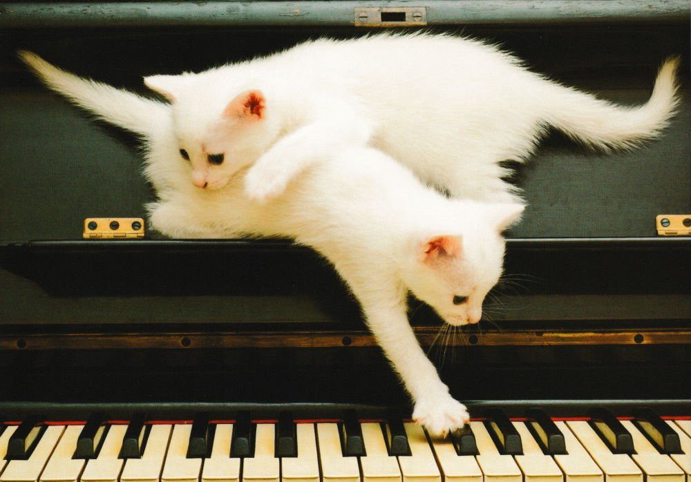 * Kätzchen Postkarte mit 18 "Kittens chatons" nbuch Katzen-Motiven süßen *