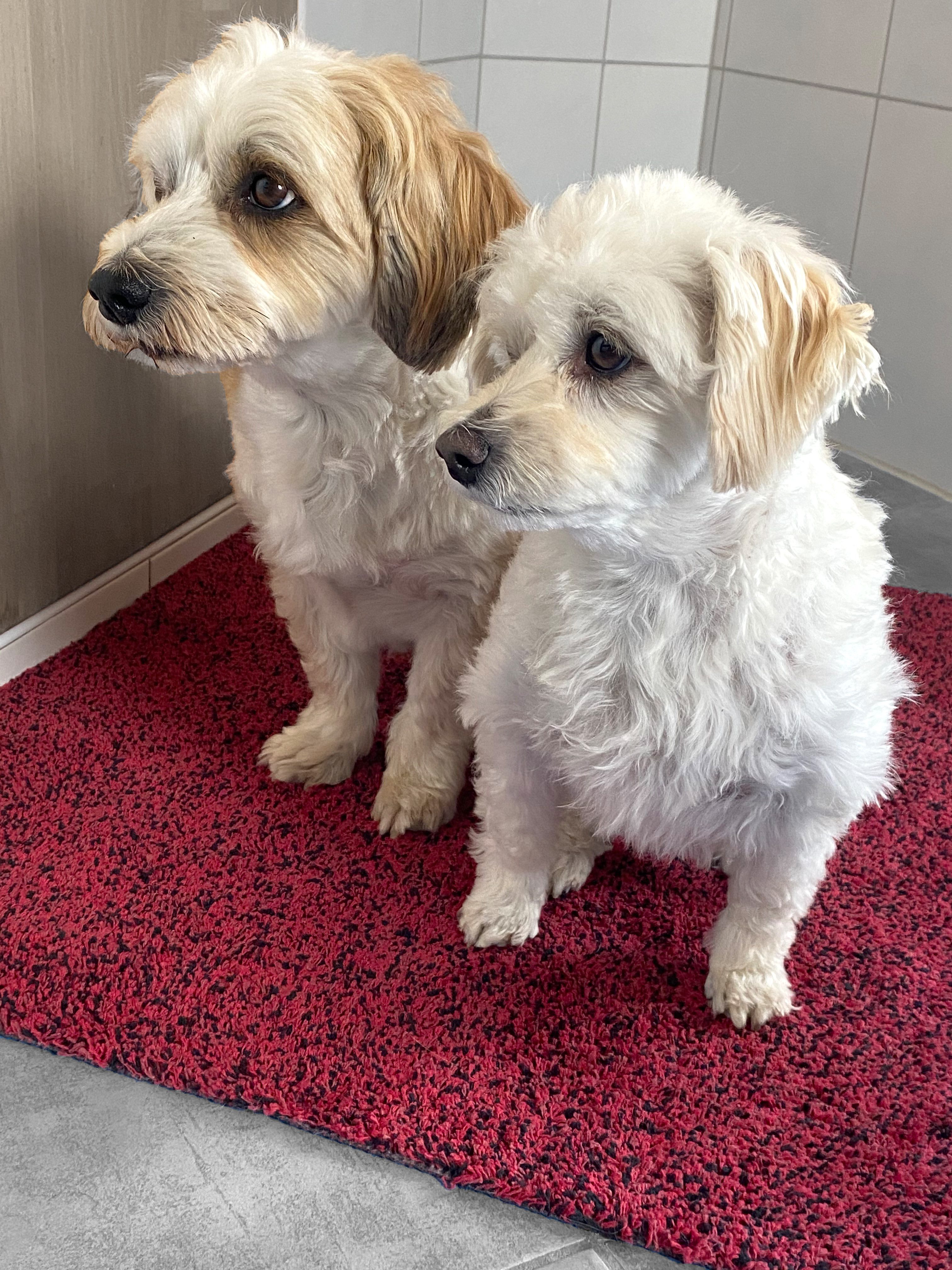 ASTRA Fußmatte Saugstark 601, rechteckig, Höhe: 9 mm, Schmutzfangmatte, In günstig online kaufen