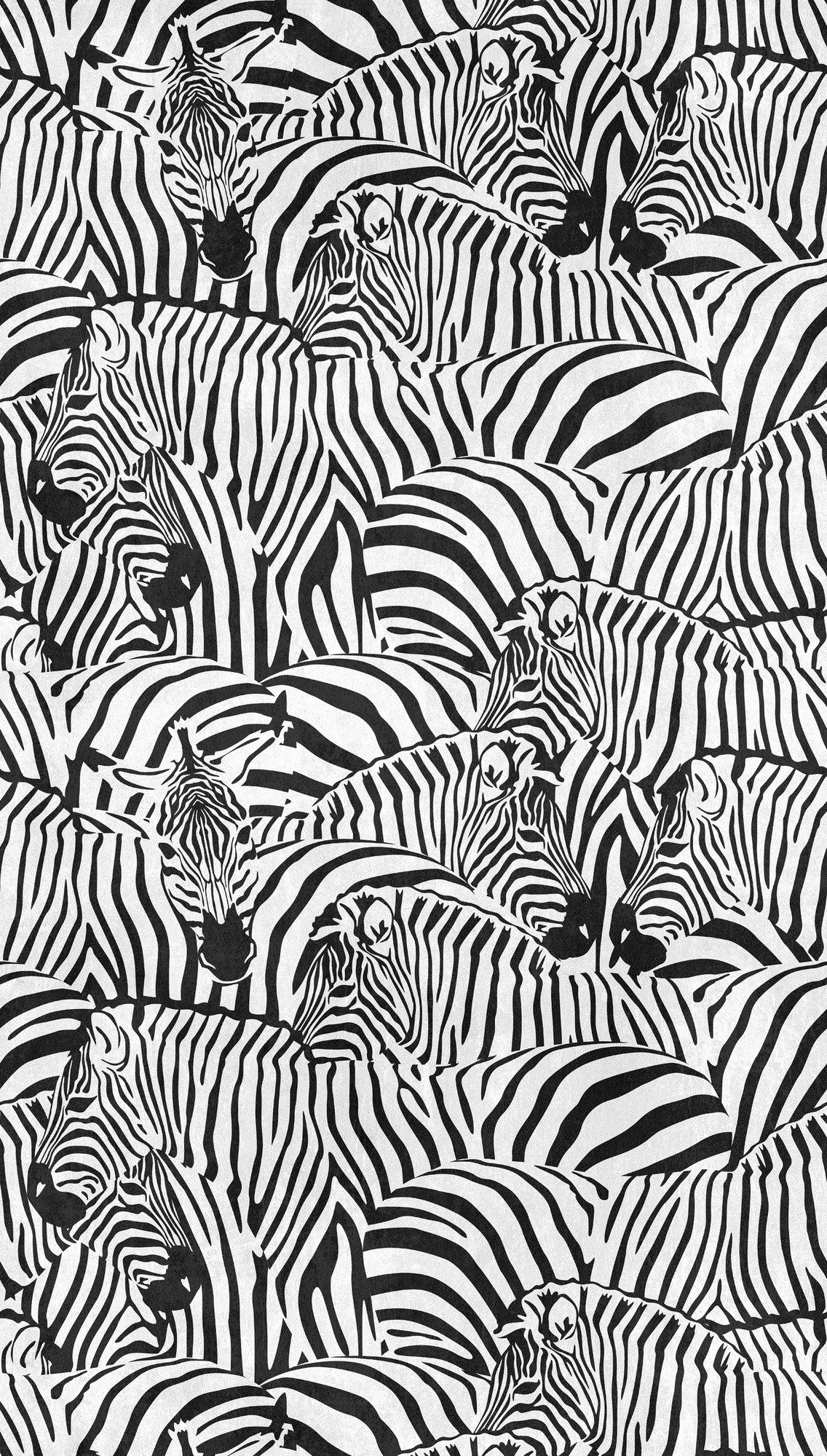 living walls Fototapete THE WALL III Zebra Tapete Motivtapete Tiere Tiere, günstig online kaufen