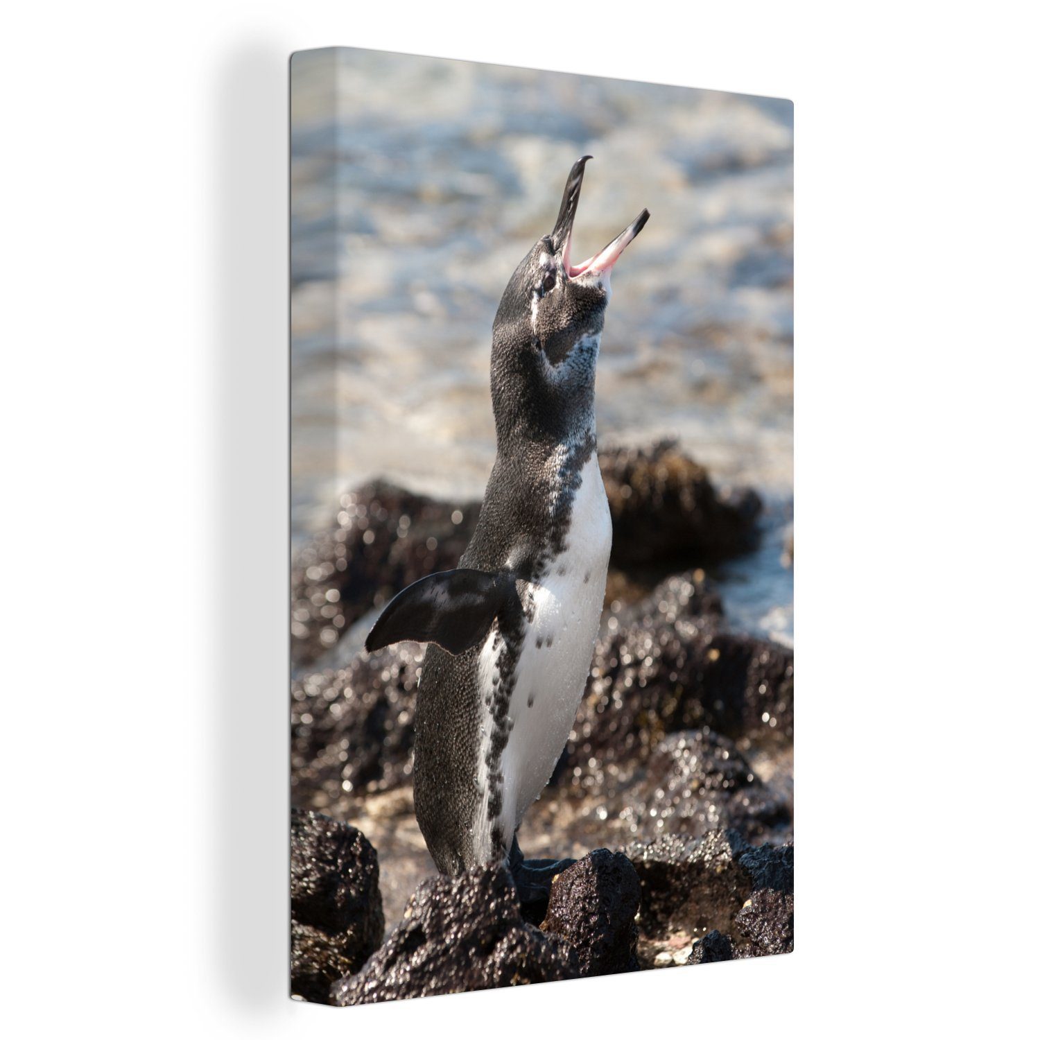 OneMillionCanvasses® Leinwandbild Ein brütender Galapagos-Pinguin auf See, (1 St), Leinwandbild fertig bespannt inkl. Zackenaufhänger, Gemälde, 20x30 cm