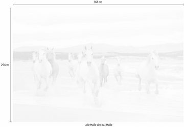 Komar Fototapete White Horses, 368x254 cm (Breite x Höhe), inklusive Kleister