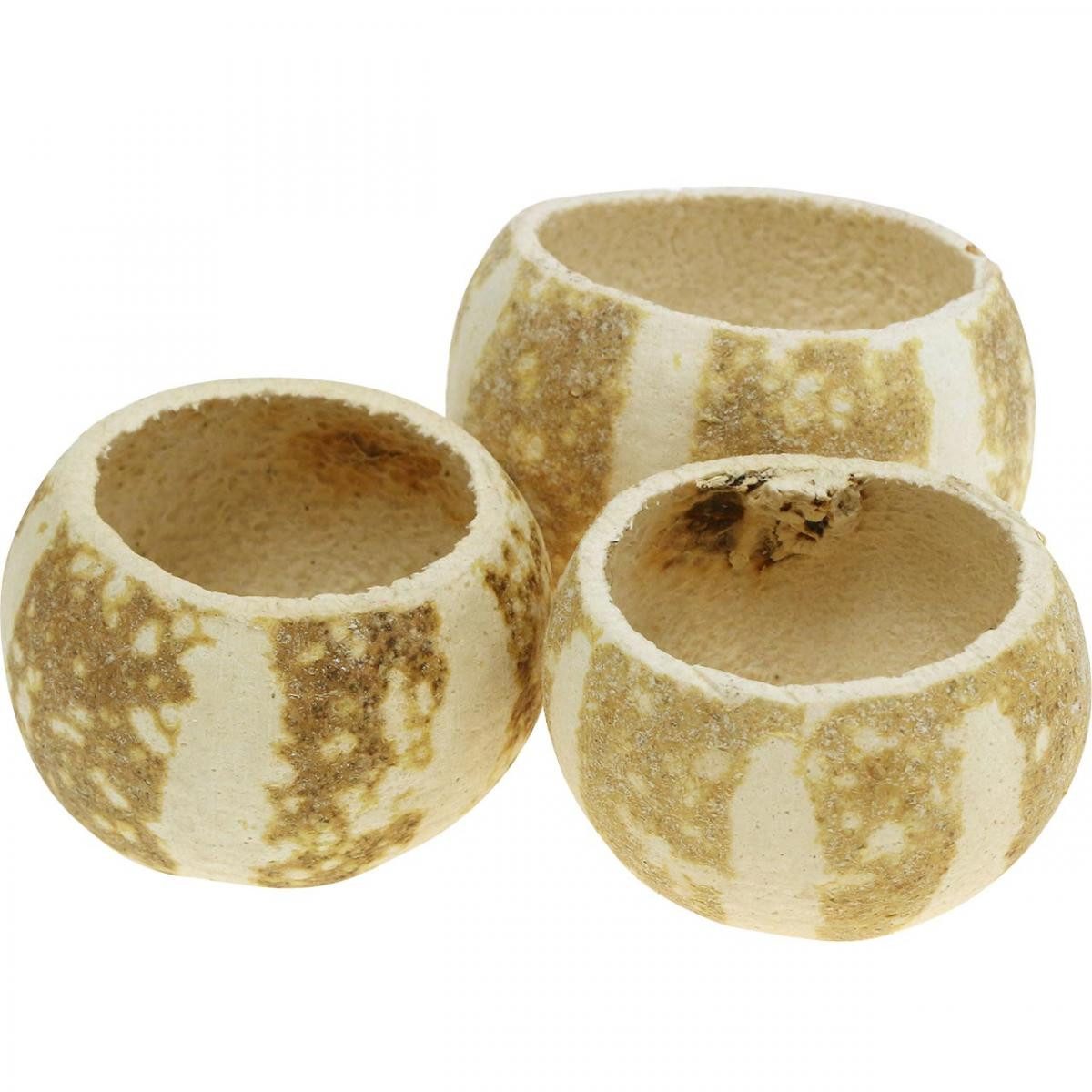 Trockenblume Kürbis Deko Bell Cup Pumpkin Cup gebleicht - Vielseitige, 50 Stück, Florists Products, Höhe 6 cm