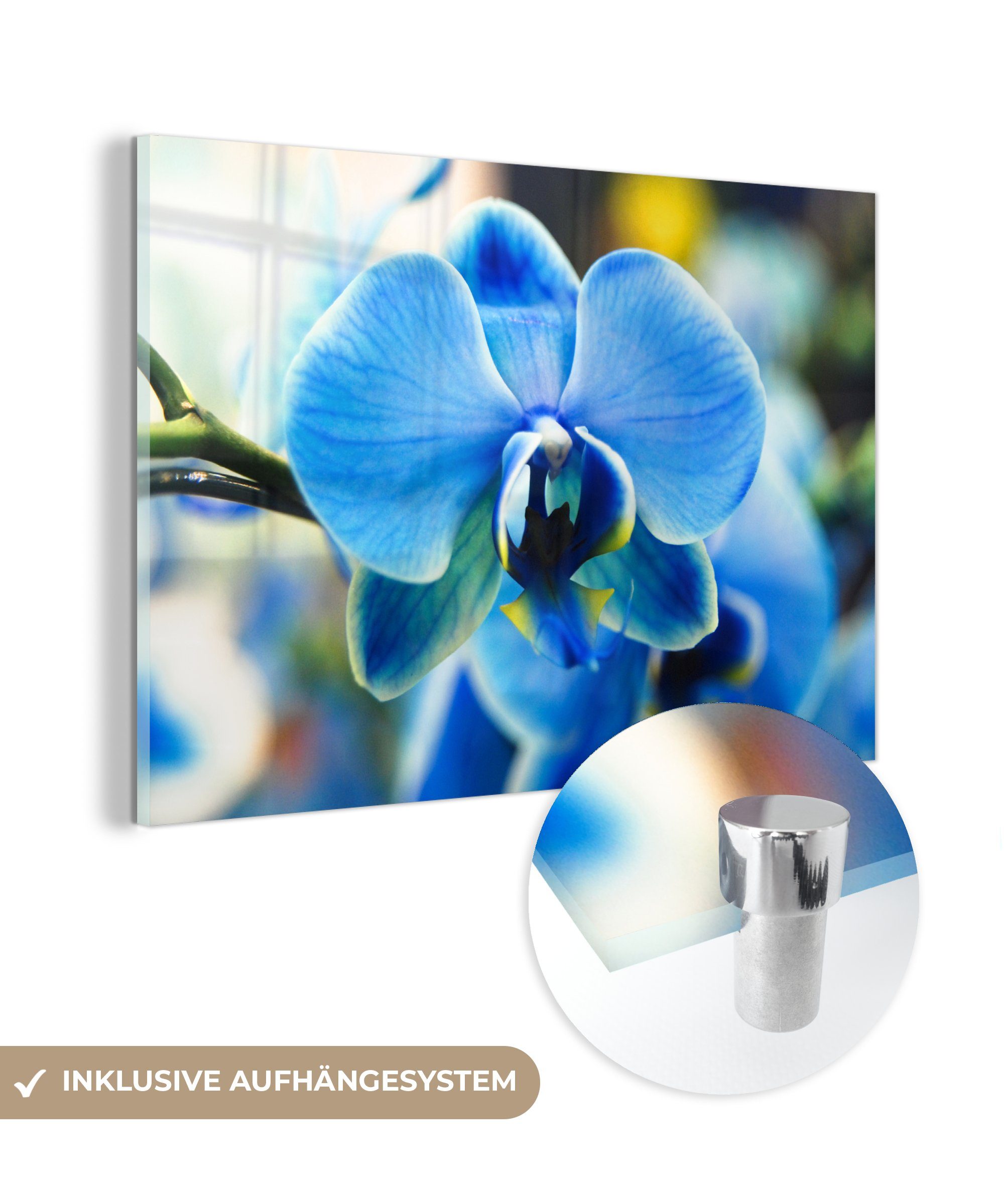 MuchoWow Acrylglasbild Nahaufnahme einer blauen Orchidee mit verblasstem Hintergrund, (1 St), Acrylglasbilder Wohnzimmer & Schlafzimmer