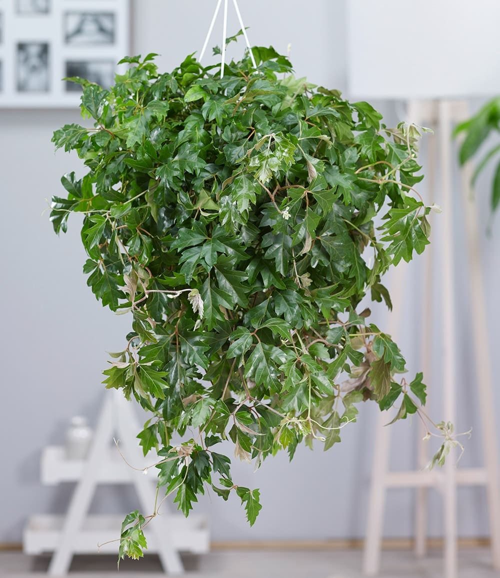 BALDUR Garten Zimmerpflanze Hängepflanze Cissus, 1 St., Wein, pflegeleicht, kübelgeeignet