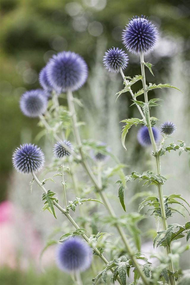 Pflanzen für Dich Staude Echinops ritro, 1 St., Kugeldistel, Ruthenische Kugeldistel