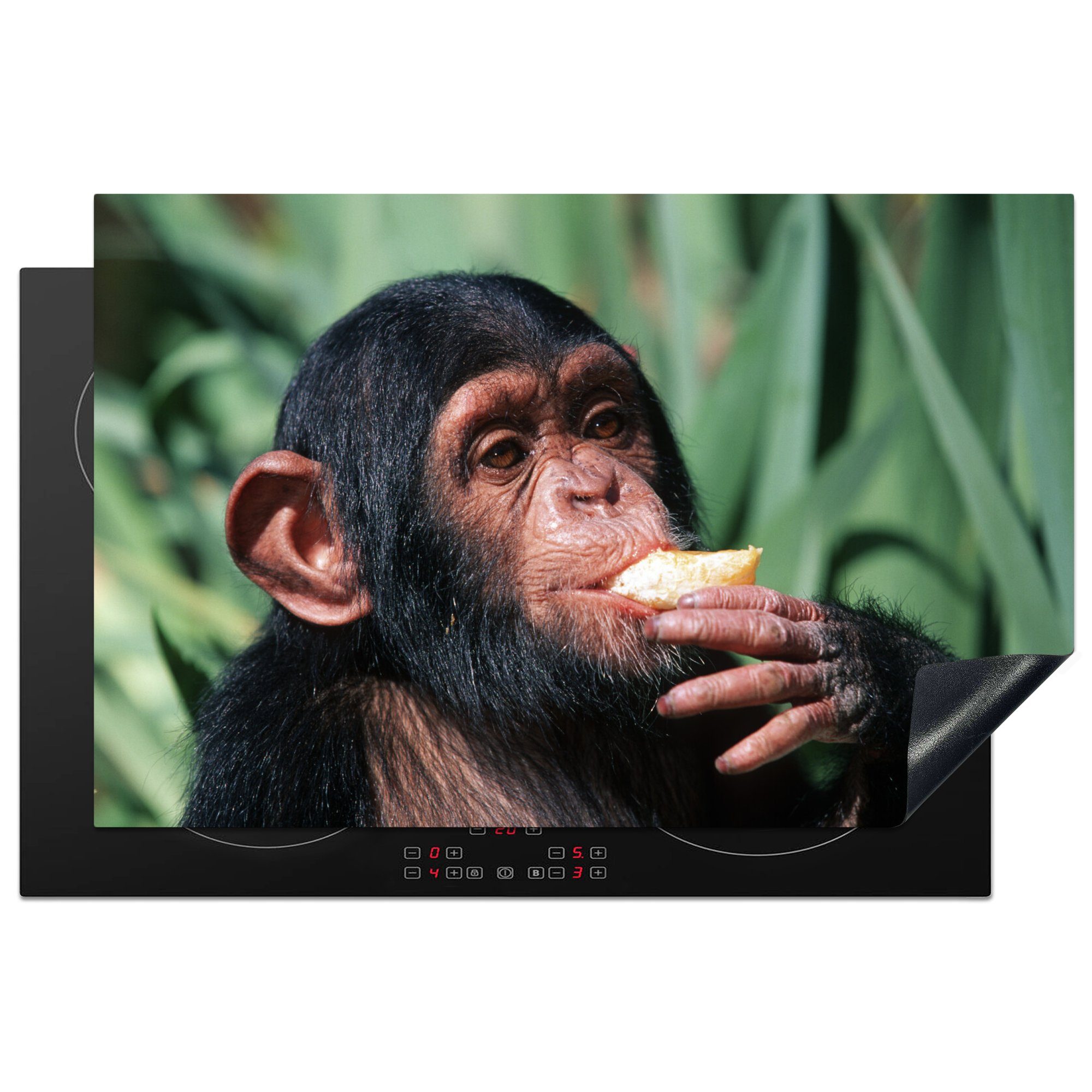 MuchoWow Herdblende-/Abdeckplatte Nahaufnahme essender Schimpansen-Affe, Vinyl, (1 tlg), 81x52 cm, Induktionskochfeld Schutz für die küche, Ceranfeldabdeckung
