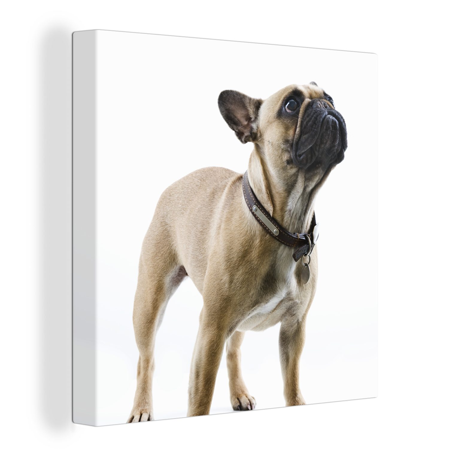 für Bilder Wohnzimmer Halsband (1 Braun, OneMillionCanvasses® Leinwand - - Französische St), Leinwandbild Schlafzimmer Bulldogge