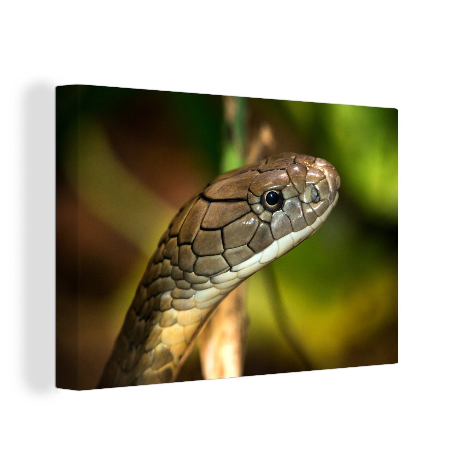 OneMillionCanvasses® Leinwandbild Kobraschlange in einer grünen Umgebung, (1 St), Wandbild Leinwandbilder, Aufhängefertig, Wanddeko, 30x20 cm