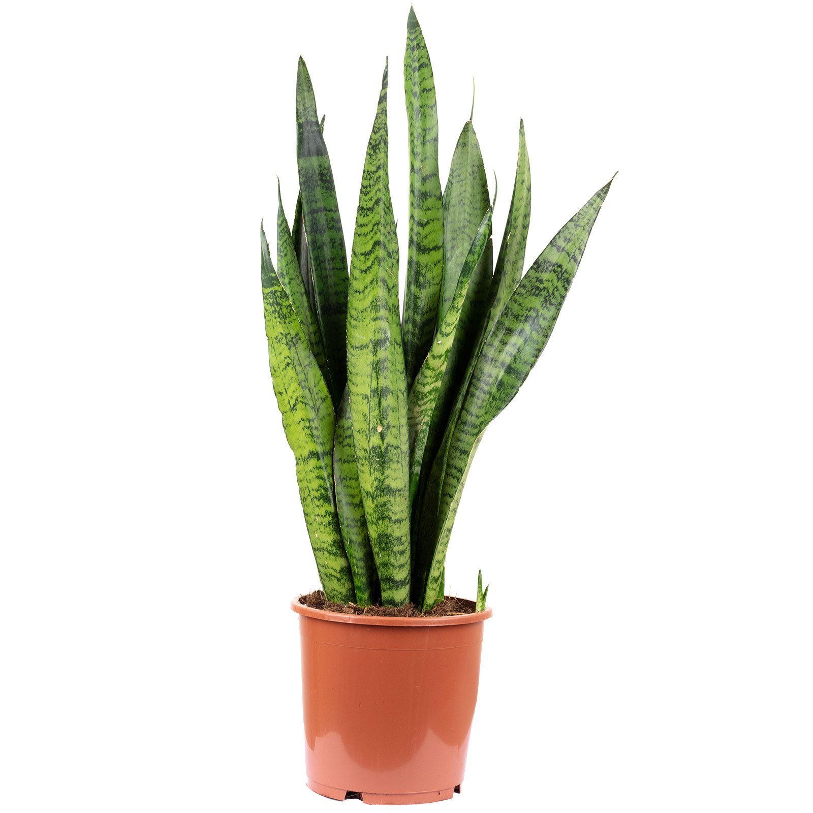Flowerbox Zimmerpflanze Bogenhanf - Sansevieria zeylanica, - Höhe ca. 65 cm, Topf-Ø 17 cm