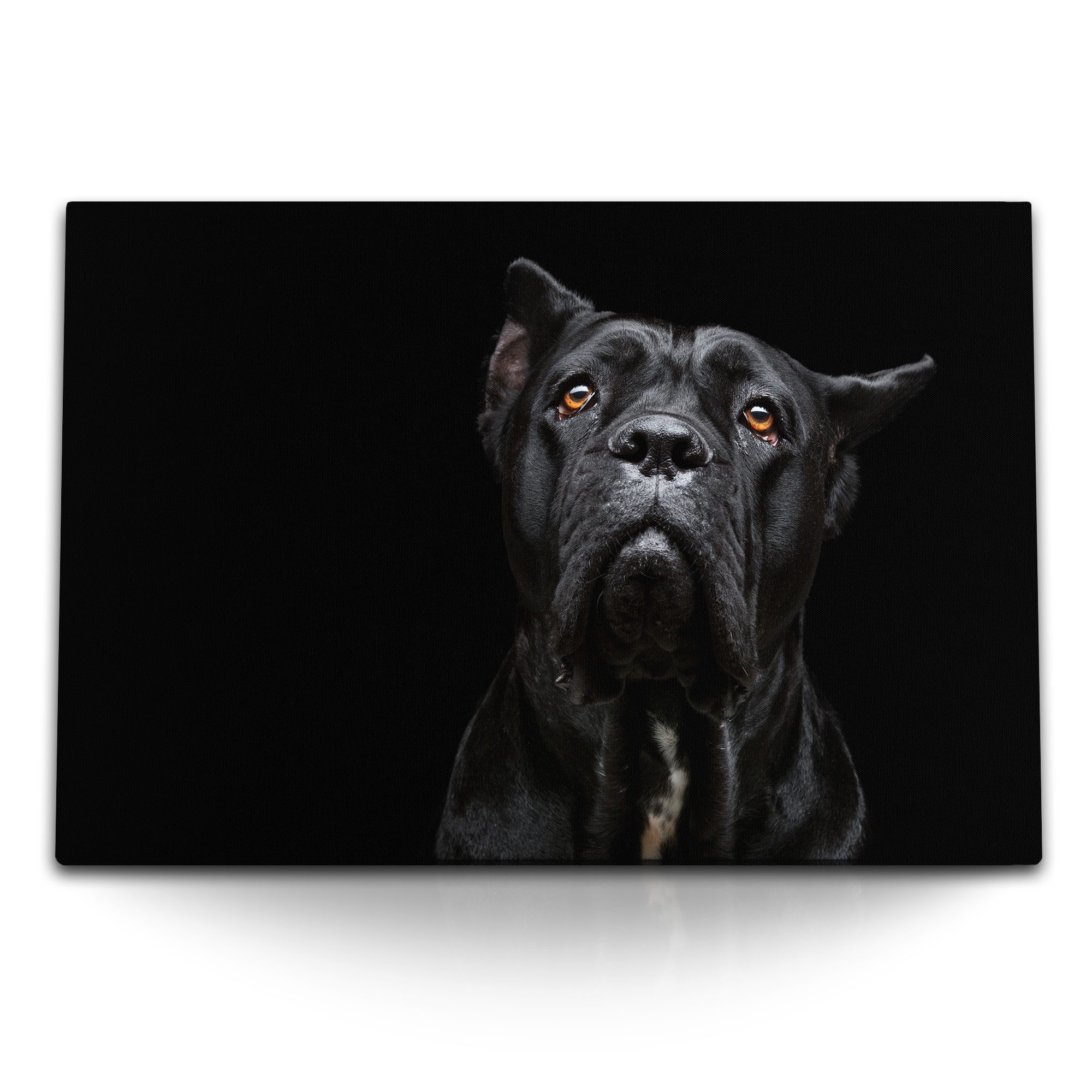 Leinwandbild 120x80cm Wandbild auf Leinwand Cane Corso Italiano schwarzer Hund Tier