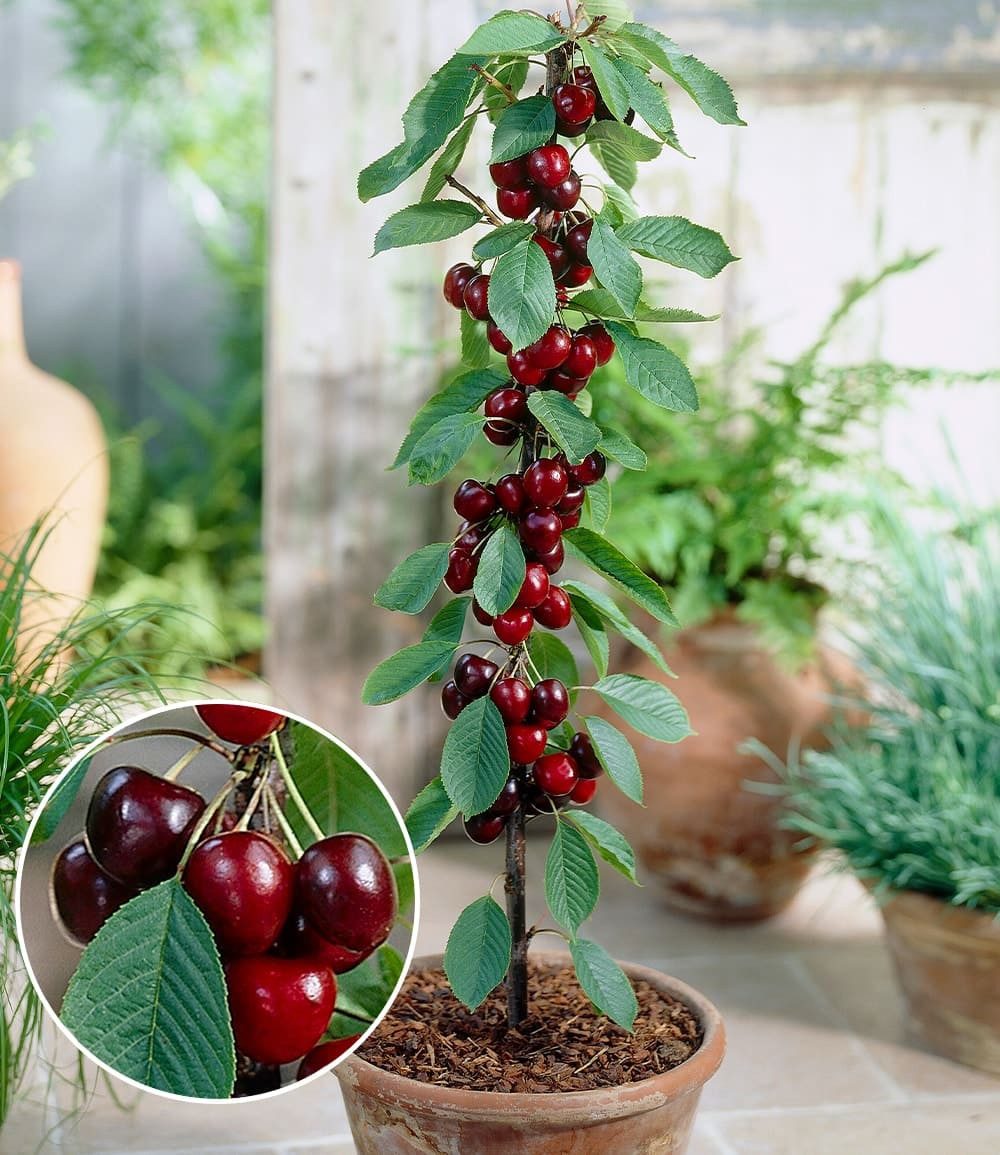 BALDUR Garten Obstpflanze Säulen-Süßkirsche 'Helena®', 1 St., Säulenkirschen,winterhart, mehrjährig, pflegeleicht, robust