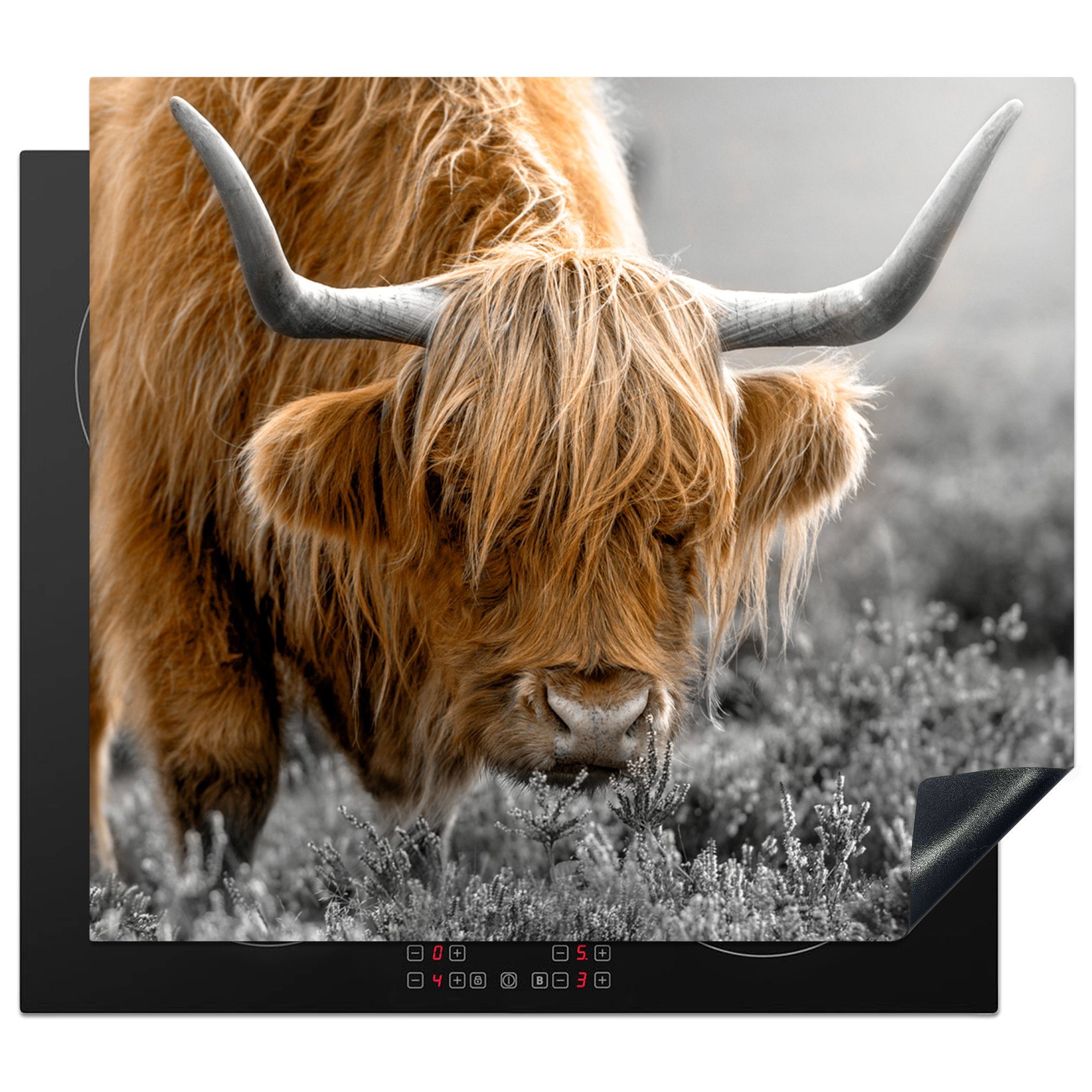 MuchoWow Herdblende-/Abdeckplatte Farbe - Schwarz - Weiß - Scottish Highlander, Vinyl, (1 tlg), 59x52 cm, Ceranfeldabdeckung für die küche, Induktionsmatte