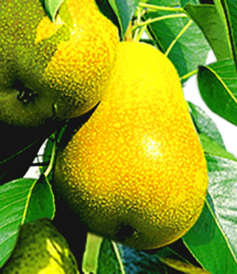 BALDUR Garten Obstpflanze Säulen-Birne 'Doyenné du Comice', 1 St., Selbstbefruchtend,winterhart, mehrjährig, pflegeleicht – Bild 2 von 2