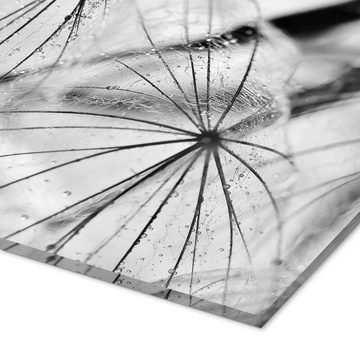 Posterlounge Acrylglasbild Julia Delgado, Pusteblume schwarzweiß, Fotografie