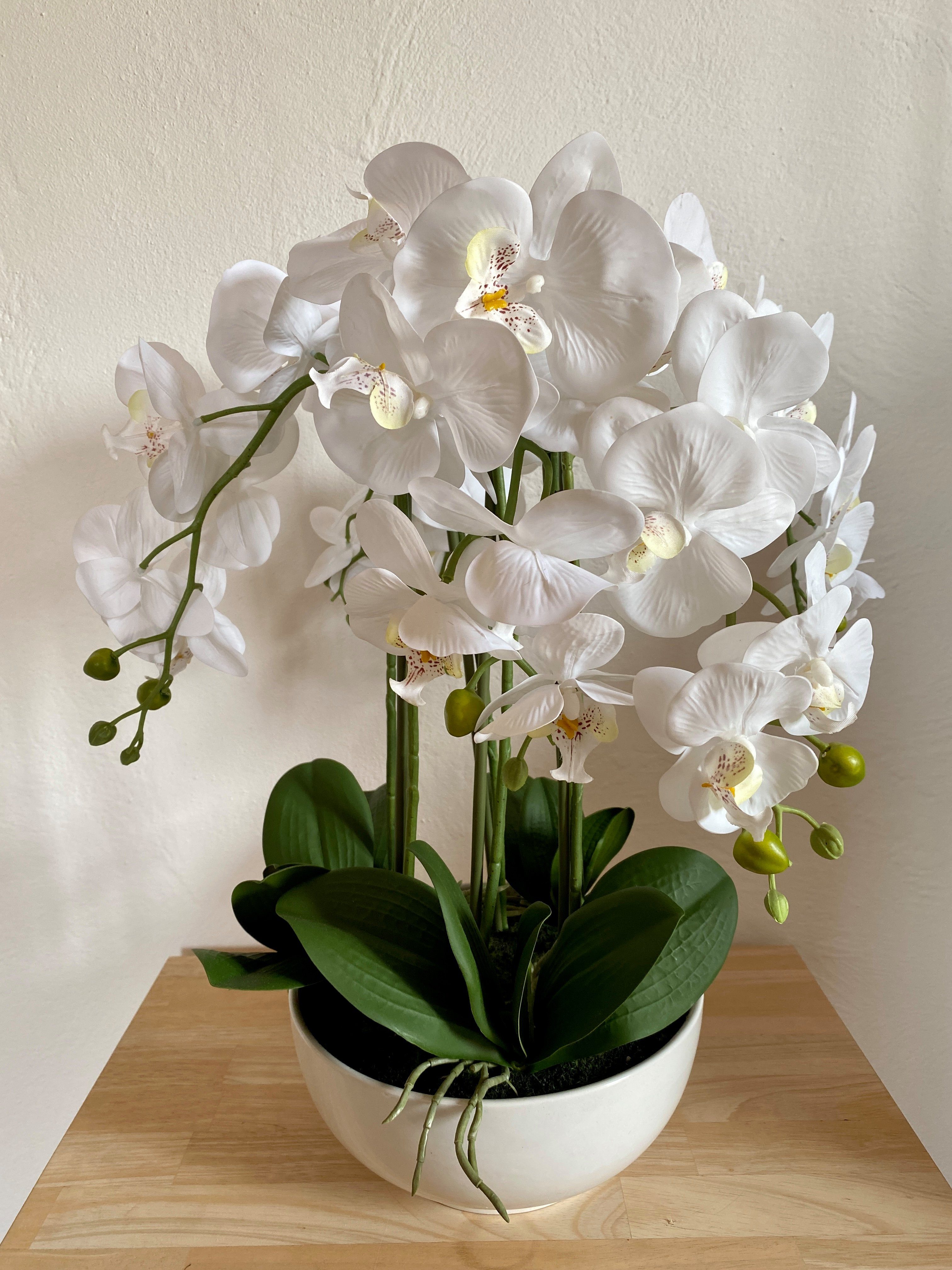 Kunstorchidee Kunstpflanze in Keramik-Schale Orchidee Phalenopsis weiß cm cm, 54 Orchidee, green, Höhe 54 Creativ