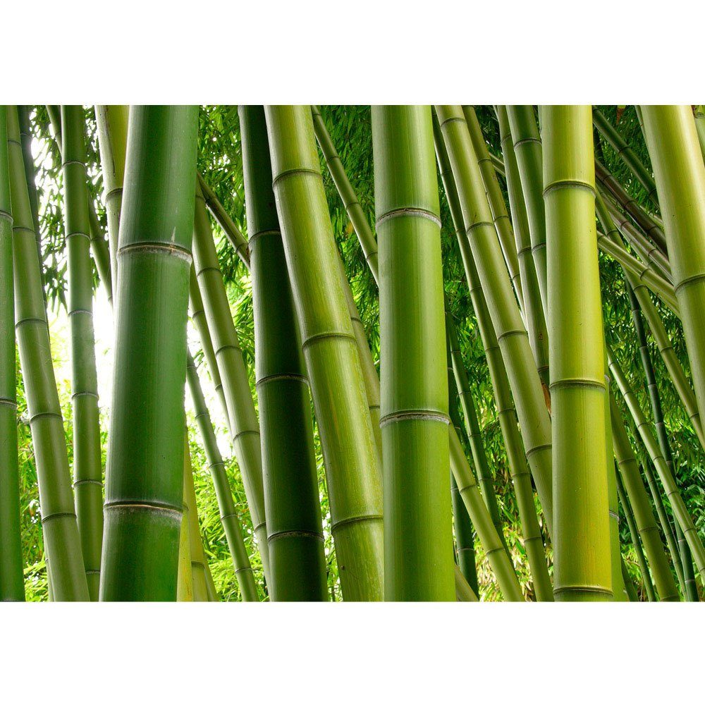 liwwing Fototapete Fototapete Bambus Wald Bambuswald Dschungel Garten Natur tropisch Bäume no. 75, Bambus