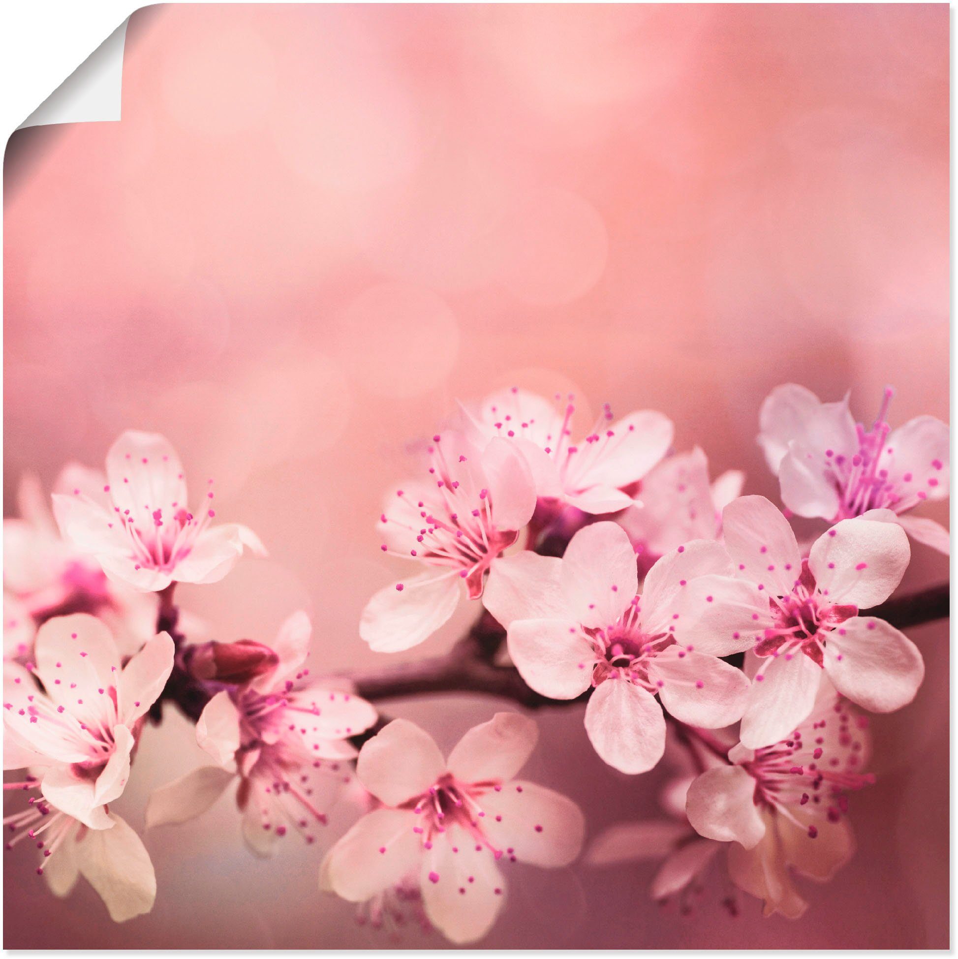 St), Kirschblüten, als versch. Leinwandbild, Wandbild in (1 Poster Blumen Wandaufkleber Größen oder Alubild, Artland