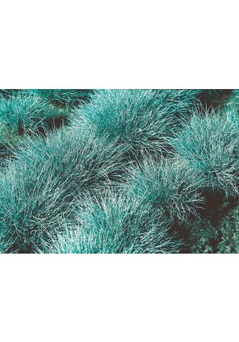 BCM Gräser »Blauschwingel Gras«