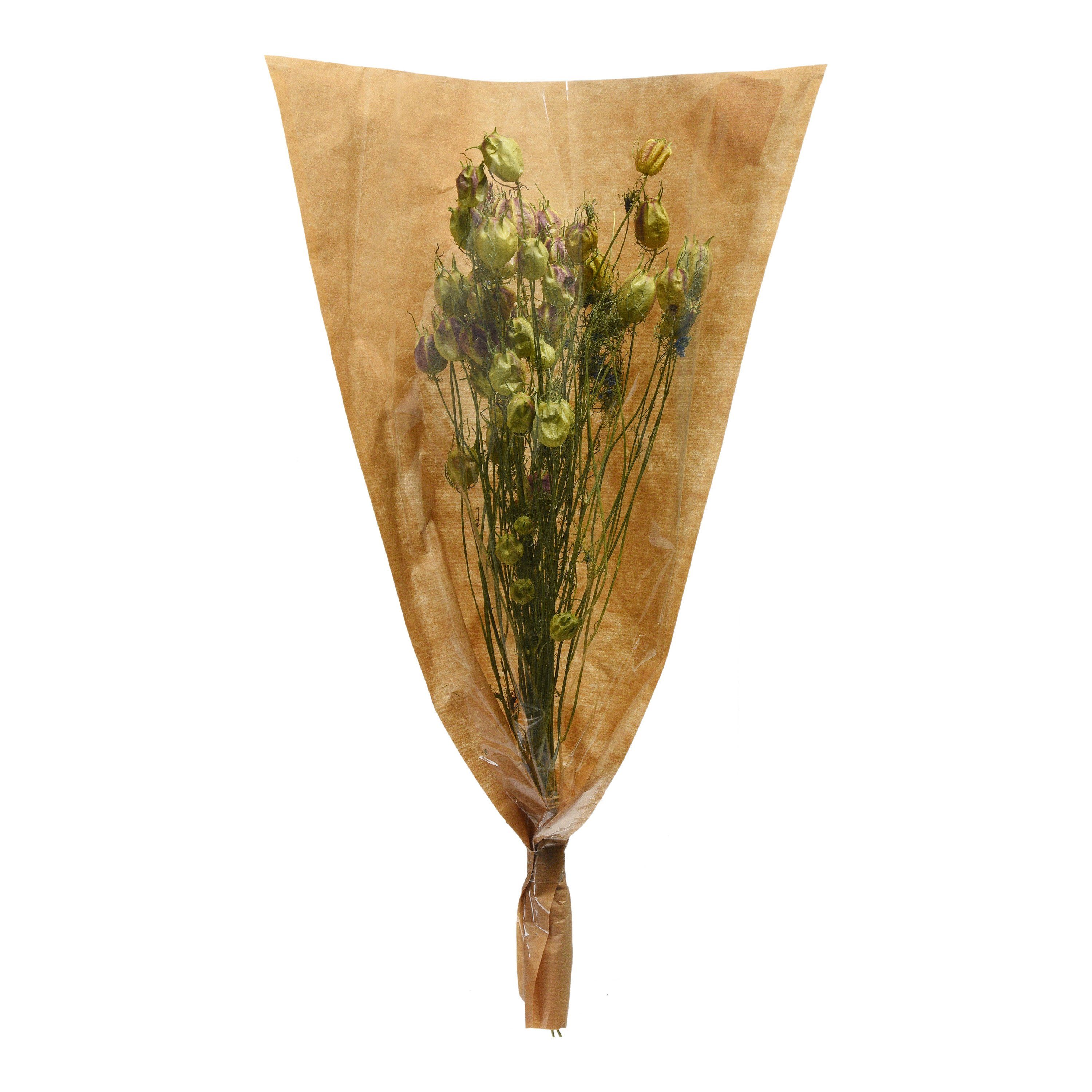 Nigella, Trockenblumen-Bündel Trockenblume Depot, L aus 48 Zentimeter Trockenblume,