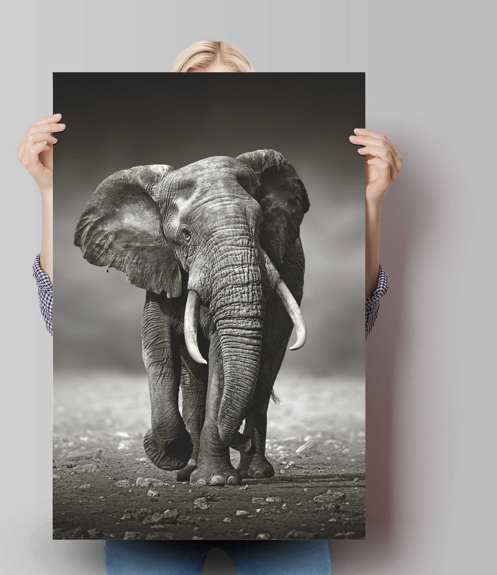 Reinders! Poster Poster Elefant Wanderung, St) Elefanten (1