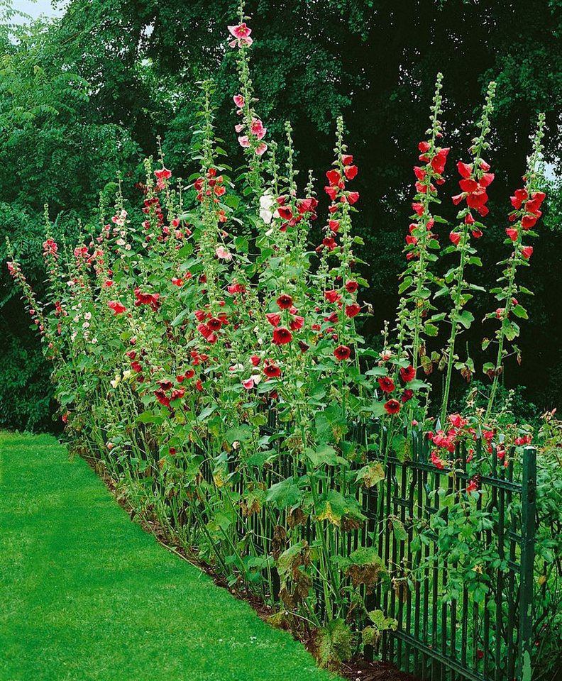 Pflanzen für Dich Staude Alcea ficifolia, 1 St., Stockrose, Feigenblättrige Stockrose