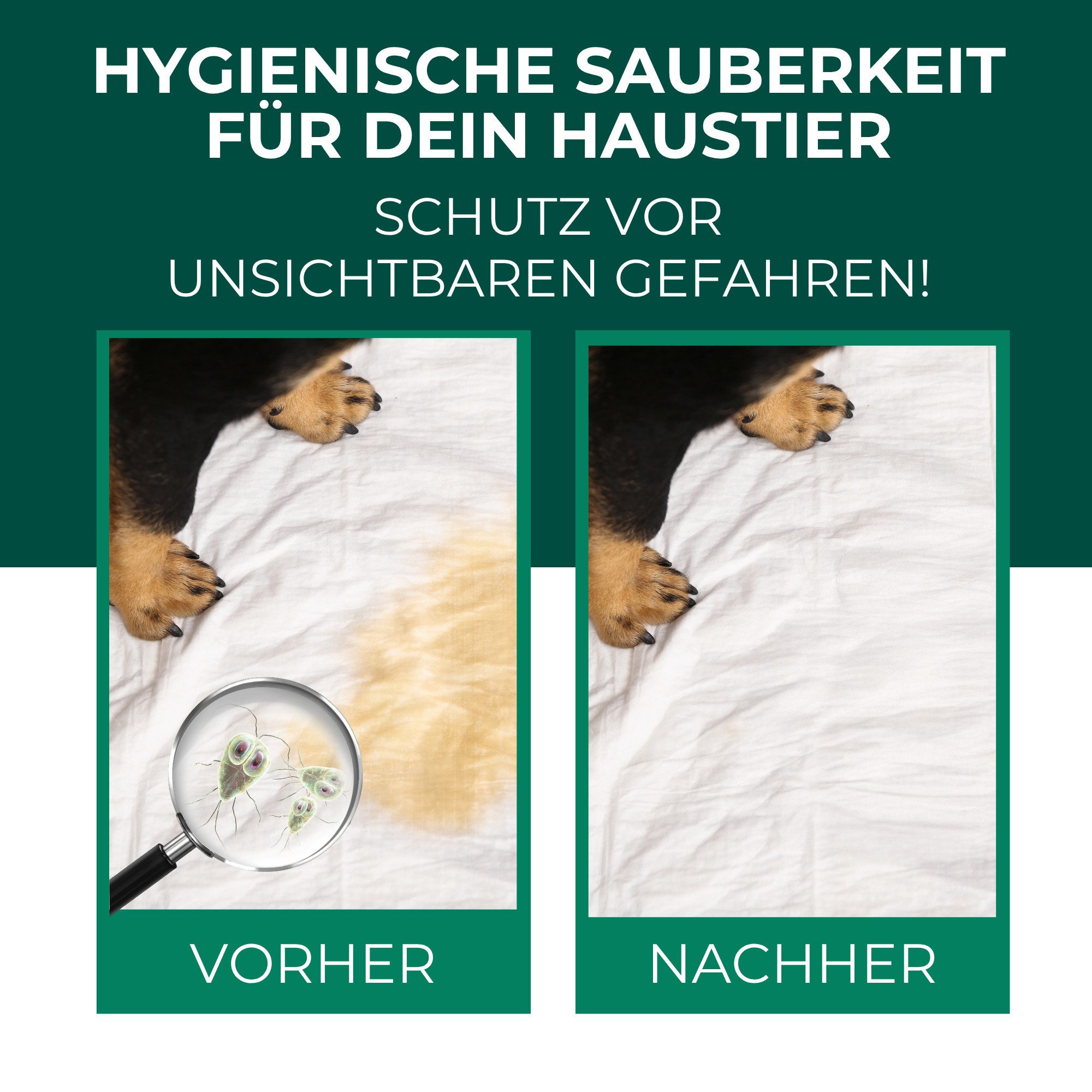 Silberkraft Giardienspray – Gegen Giardien, Viren, Bakterien & Pilze inkl. E-Book Oberflächen-Desinfektionsmittel (tiergeeignet, geruchsneutral, für Oberflächen & Textilien, Alkoholfrei, [1-St. Spray gegen Giardien & Keime Hygienereiniger für Hund & Katze Giardien Spray Vielseitiger Schutz gegen Keime + kostenloses E-Book)