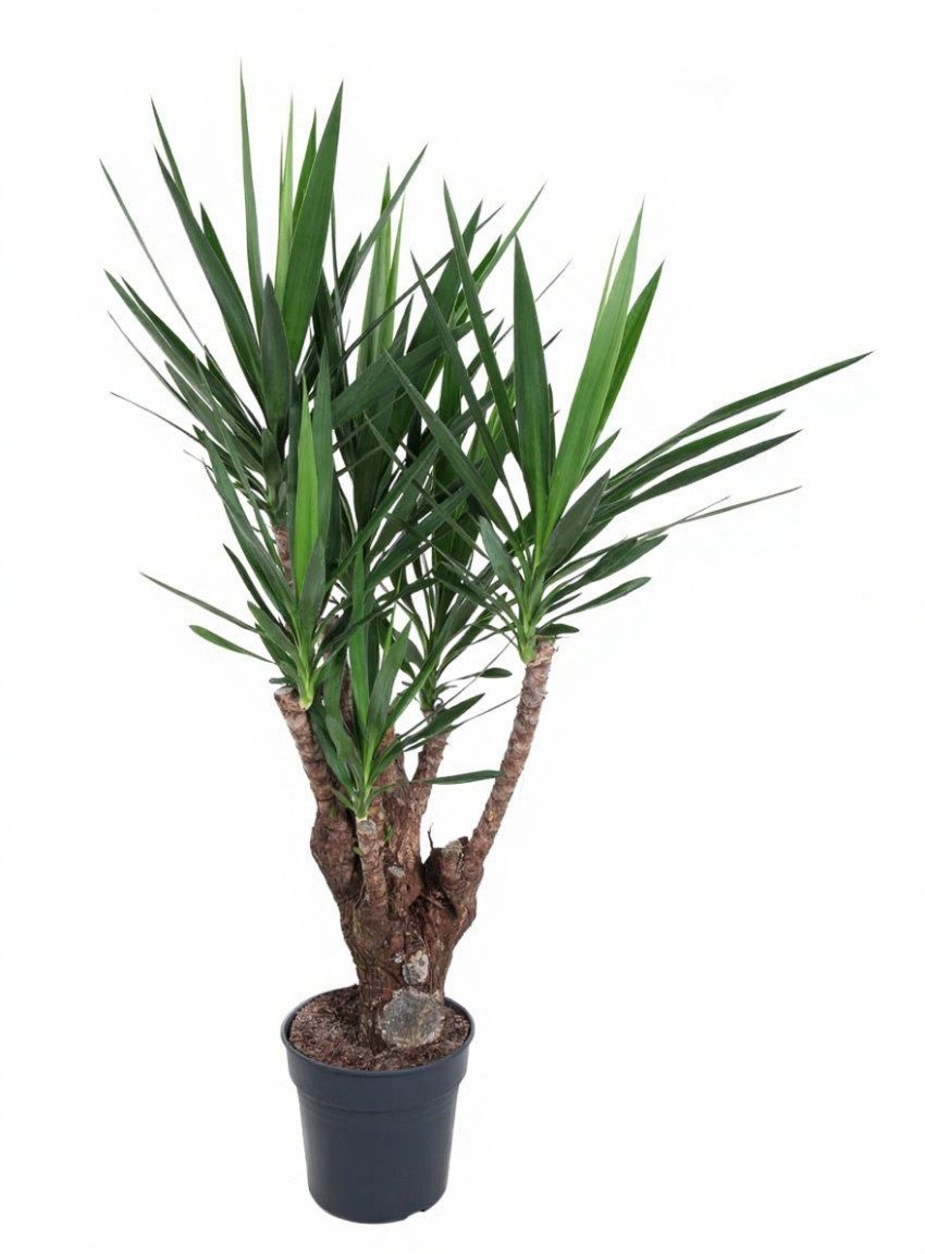 Pflanzen für Dich Zimmerpflanze Yucca, 1 St., sukkulent, pflegeleicht