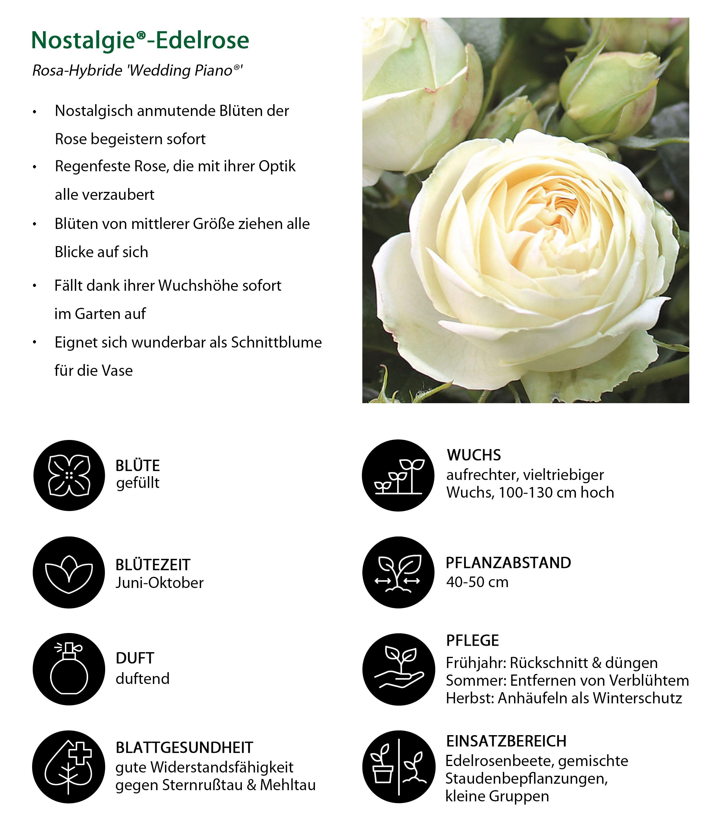 Dehner Rose Nostalgie®-Edelrose Wedding Piano®, 15-30 cm, gefüllte cremeweiße Blüten, Züchter Tantau