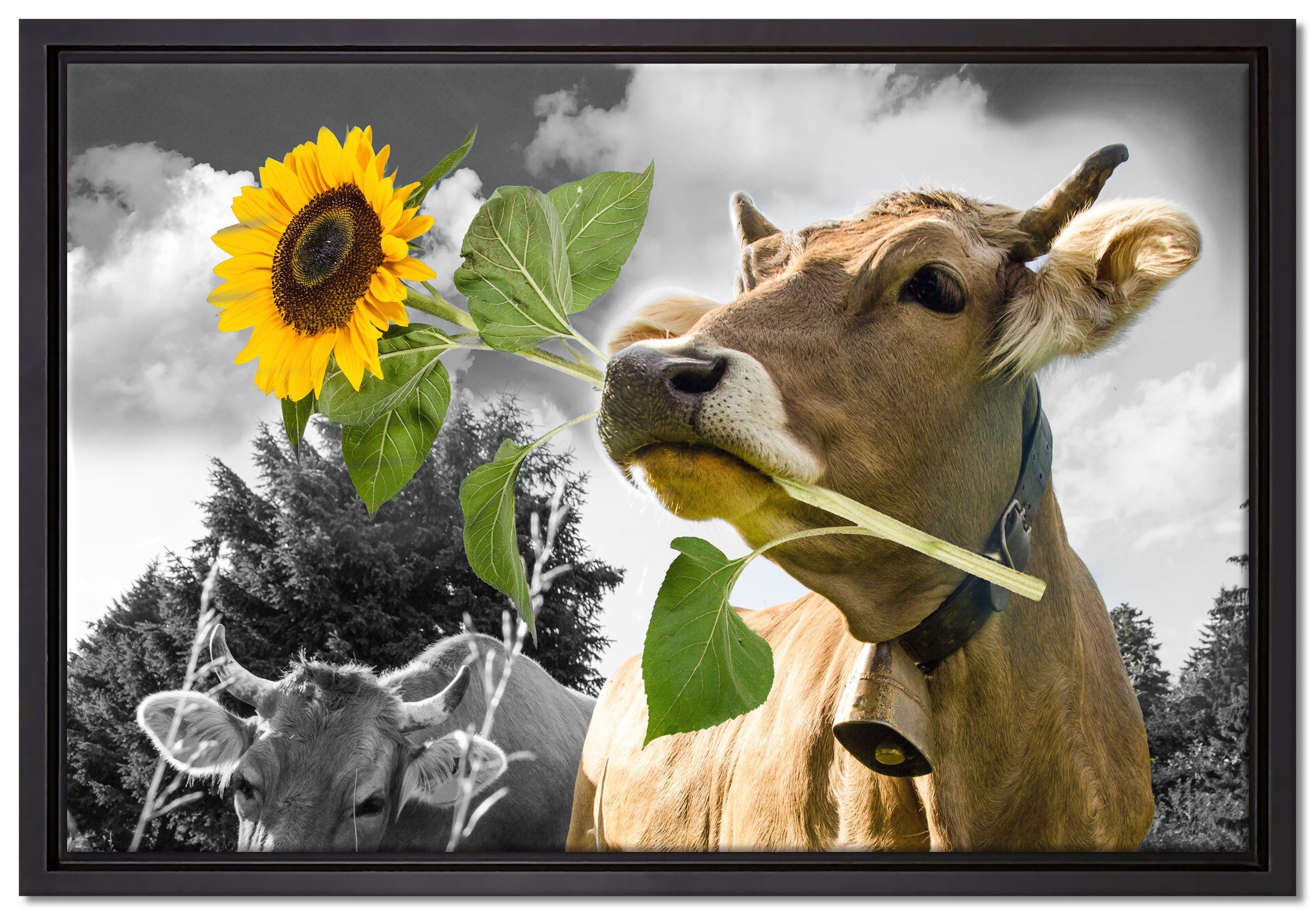 Pixxprint Leinwandbild Nahaufnahme Kuh bespannt, einem Schattenfugen-Bilderrahmen B&W Sonnenblume Maul Detail, gefasst, fertig in Leinwandbild im Zackenaufhänger St), Wanddekoration (1 mit inkl