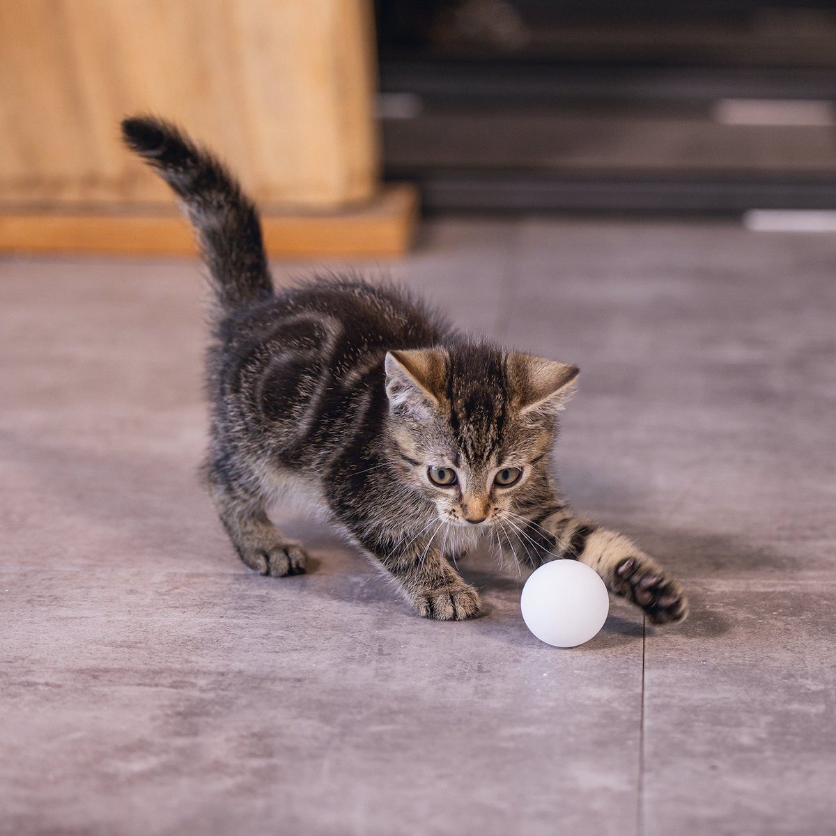 Tierball Katzenspielzeug Pong Beeztees Kitten Bälle Ping