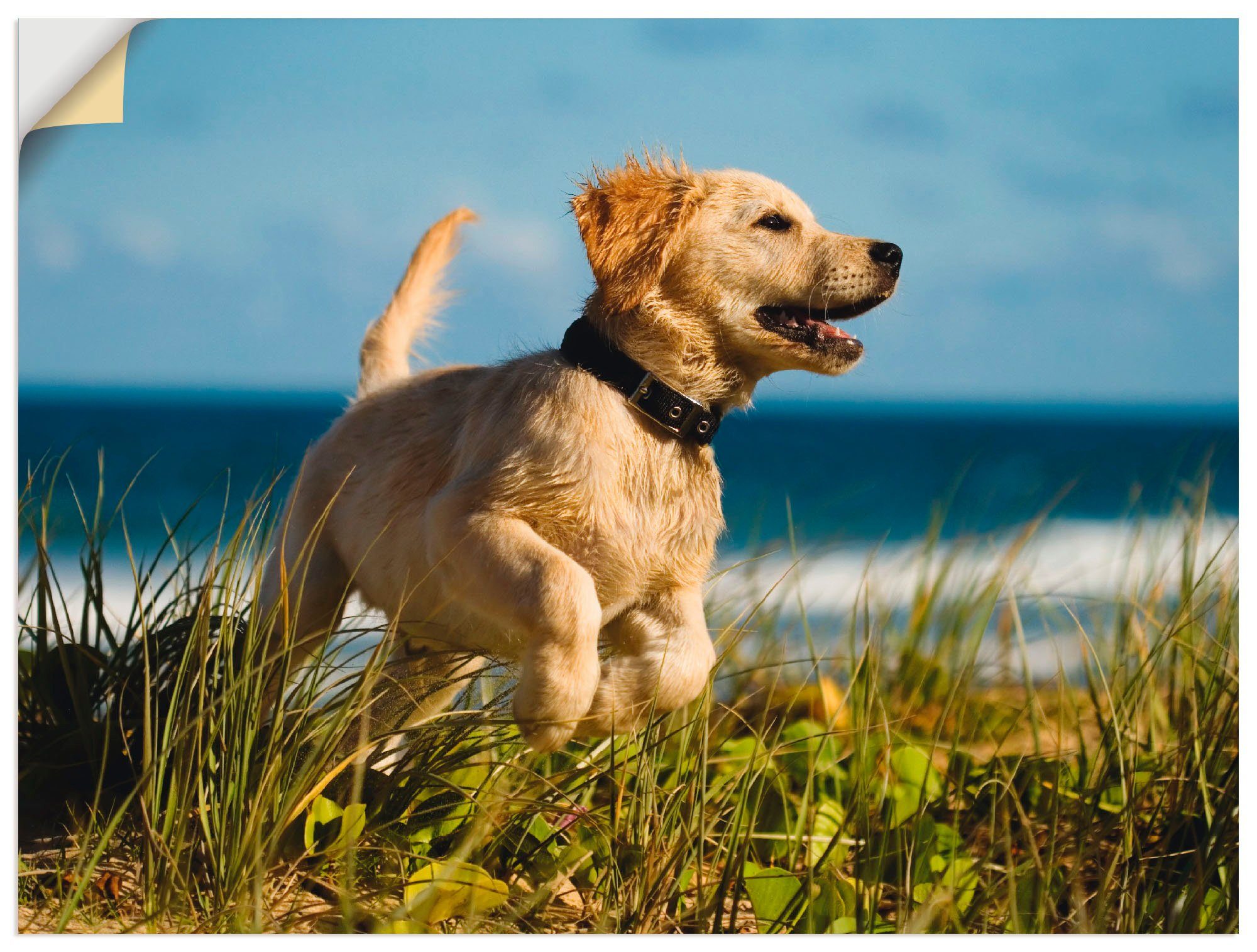 Artland Wandbild Hundebaby springt am Strand, Haustiere (1 St), als Alubild, Leinwandbild, Wandaufkleber oder Poster in versch. Größen