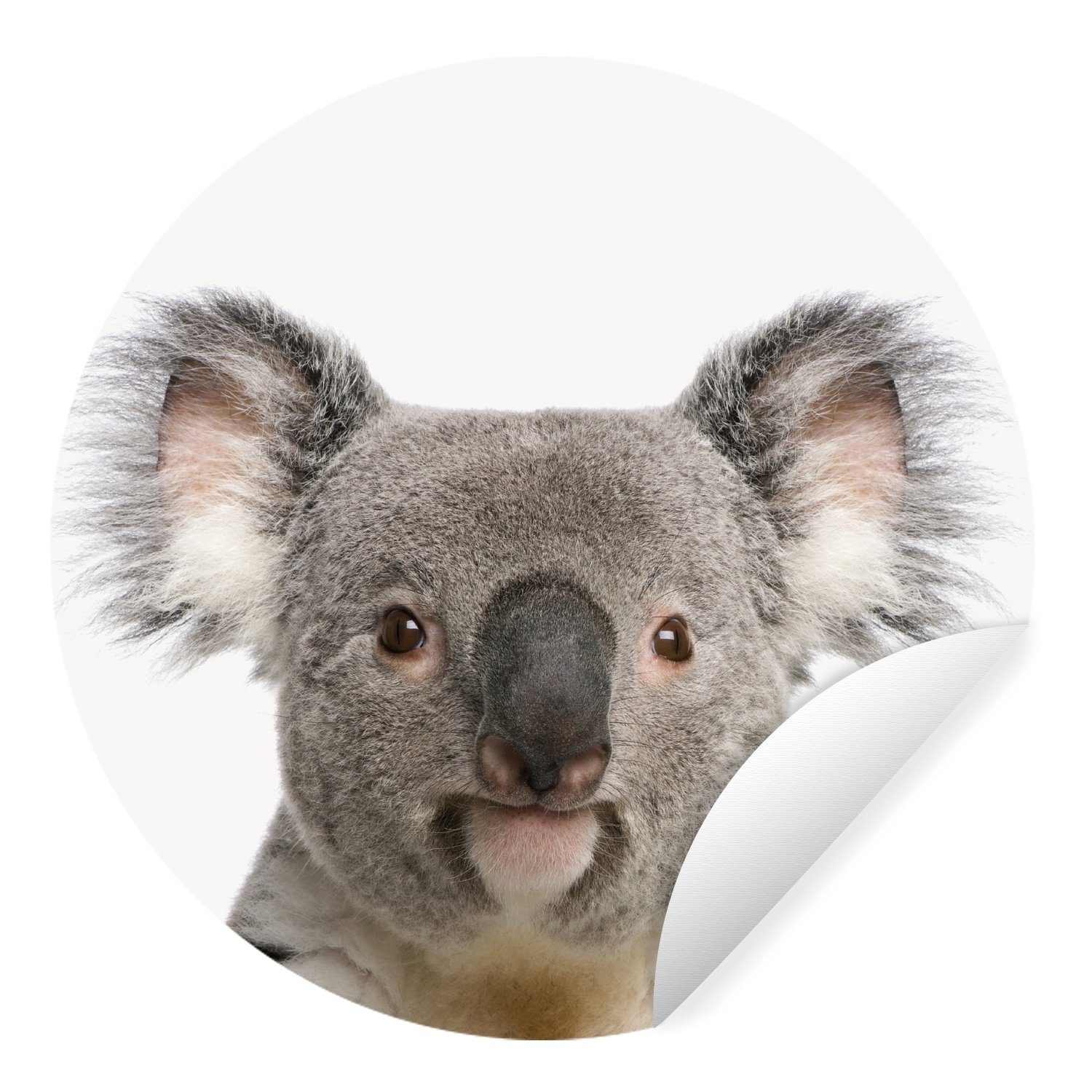MuchoWow Wandsticker Tiere - Koala - Weiß (1 St), Tapetenkreis für Kinderzimmer, Tapetenaufkleber, Rund, Wohnzimmer