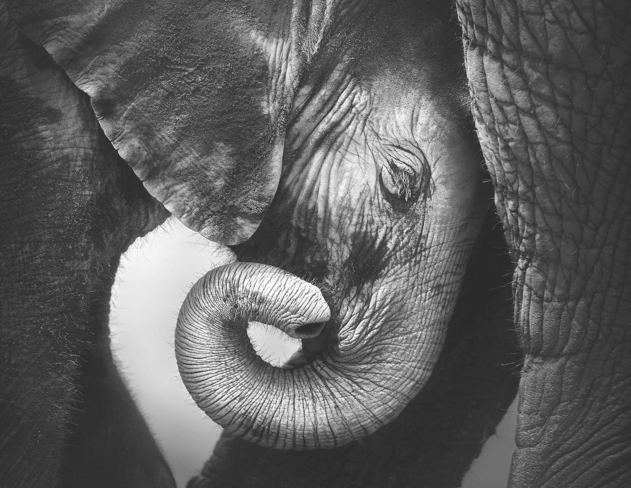 Familie, Elefant Elefanten Tapete Tier Fototapete Schwarz walls Weiß glatt, living