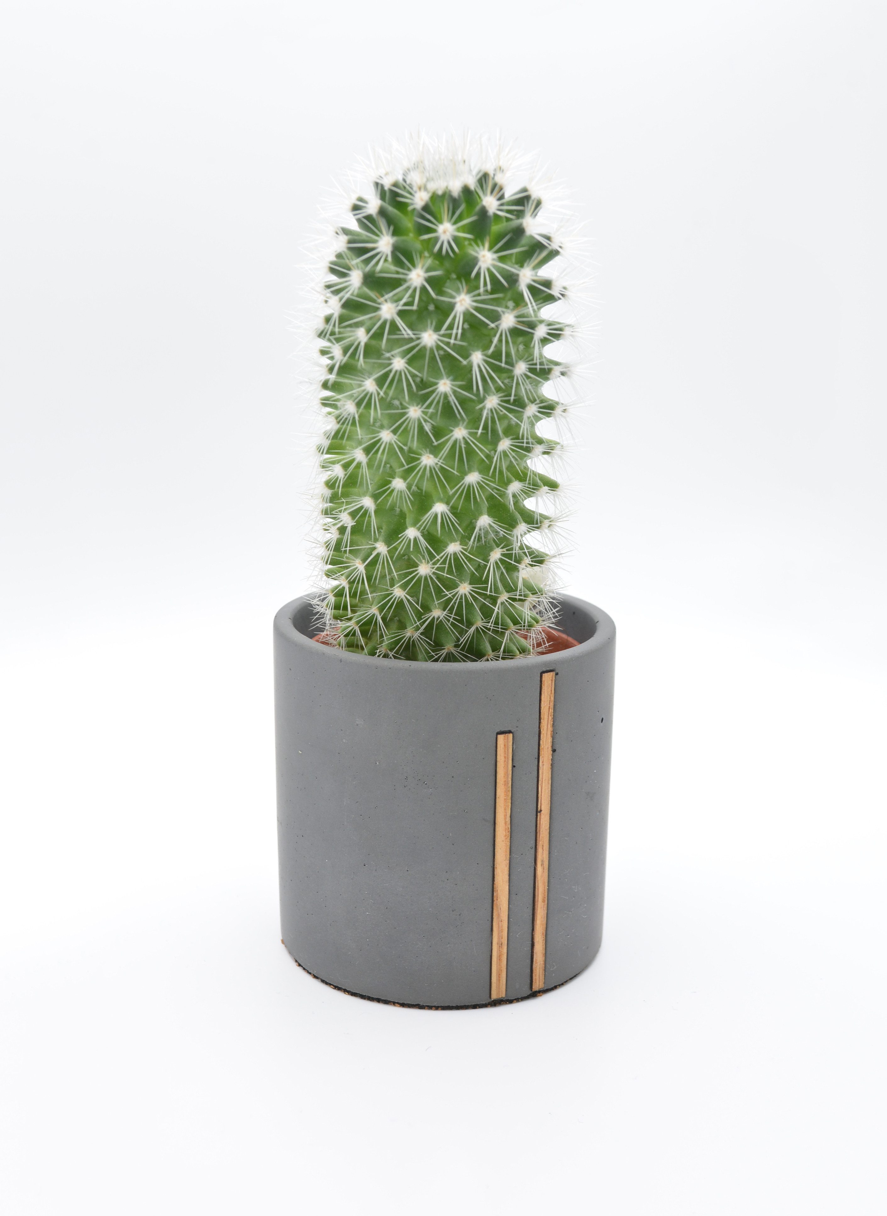 Bannik Blumentopf aus Beton und Holz, günstig online kaufen