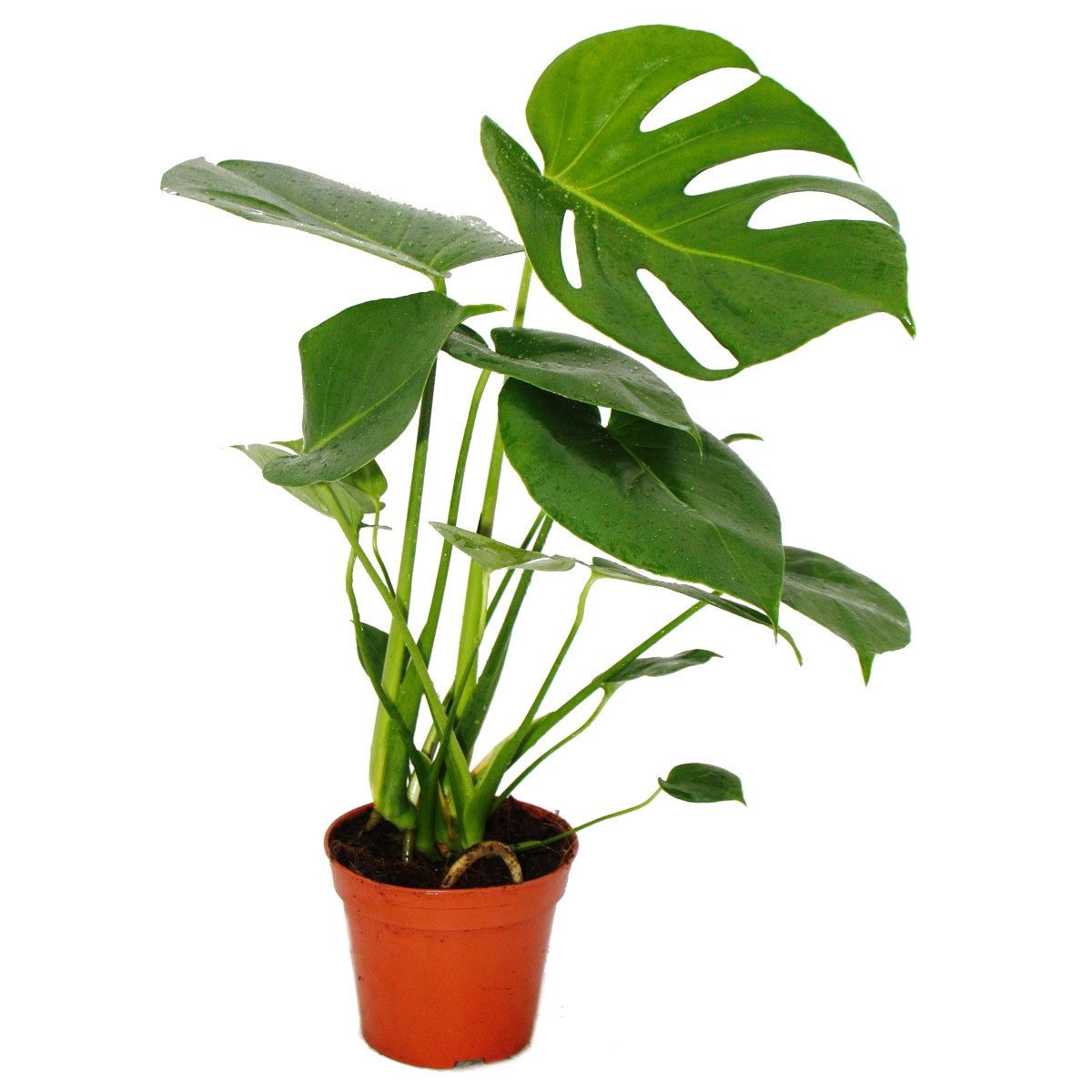 Exotenherz Zimmerpflanze Monstera deliciosa - Fensterblatt - 12cm Topf - ca günstig online kaufen