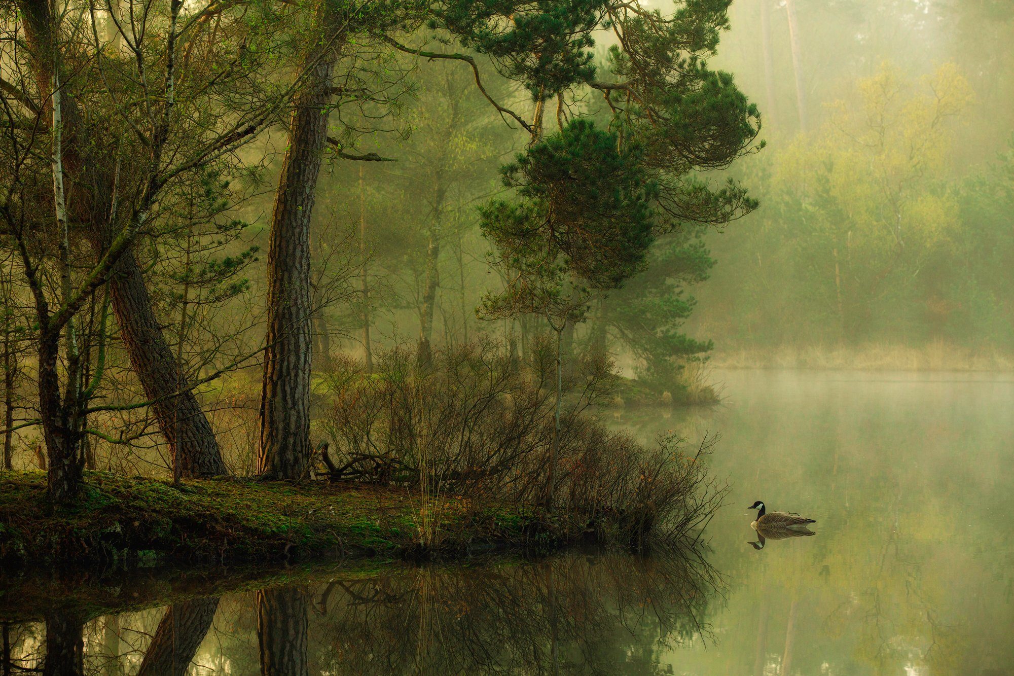 ENTE Fototapete ANTON SEE Papermoon DONGEN, Photo-Art IM VAN